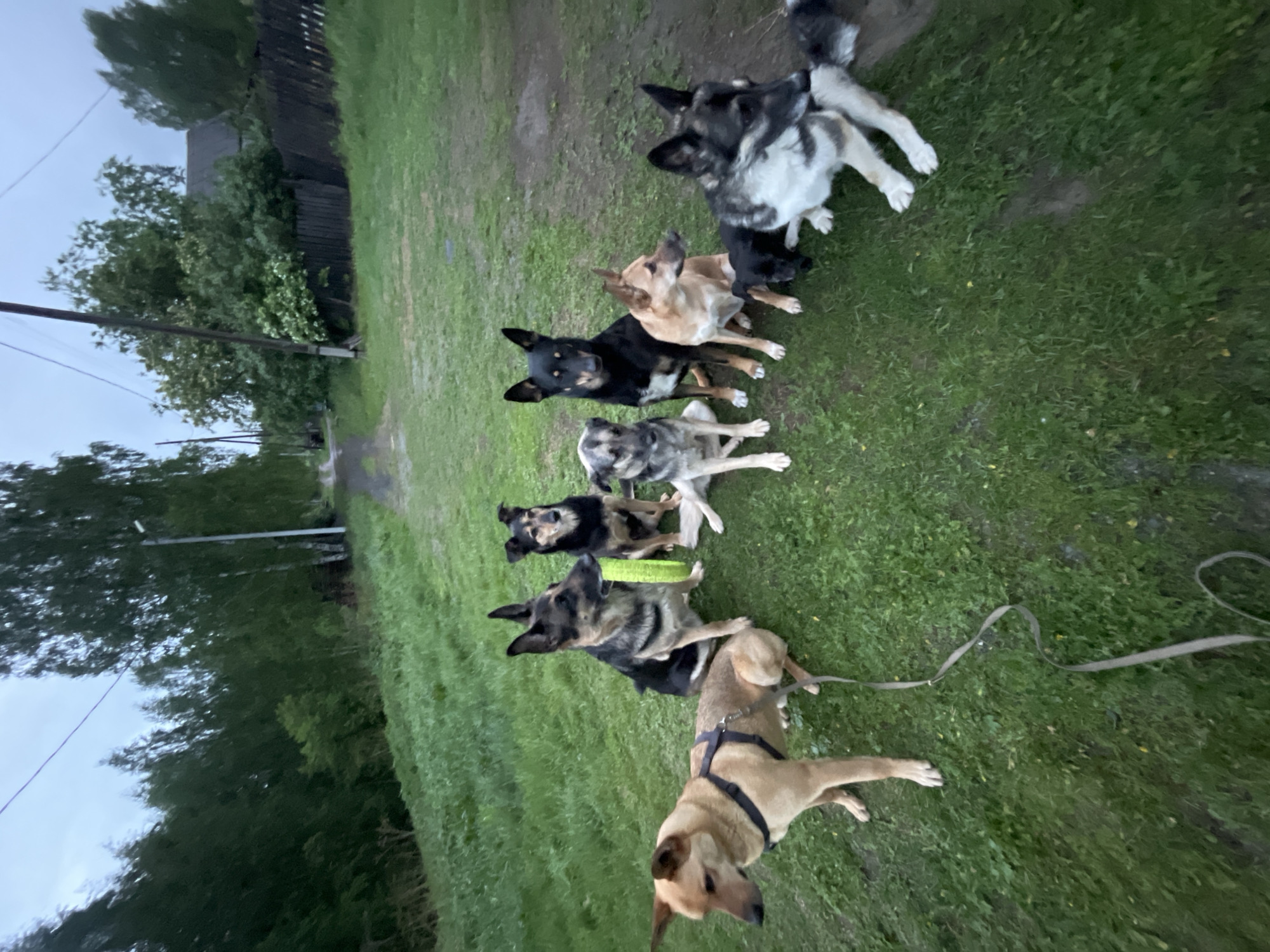 A downward-angled, wide shot shows seven dogs sitting in a line on a grassy yard. The leftmost dog is tan-colored and has a black harness and leash, it is the closest to the camera. Next, a black and tan German Shepherd sits with a green frisbee behind it. Next, is a smaller grey and black dog, followed by a black and tan dog, then a tan-colored dog. The two dogs on the right are a black and tan German Shepherd and a large, white and grey German Shepherd. The sky is overcast, and trees and utility poles are in the background, along with a dilapidated wooden fence. The location appears to be Nizhny Tagil, Russia, judging by the general environment.