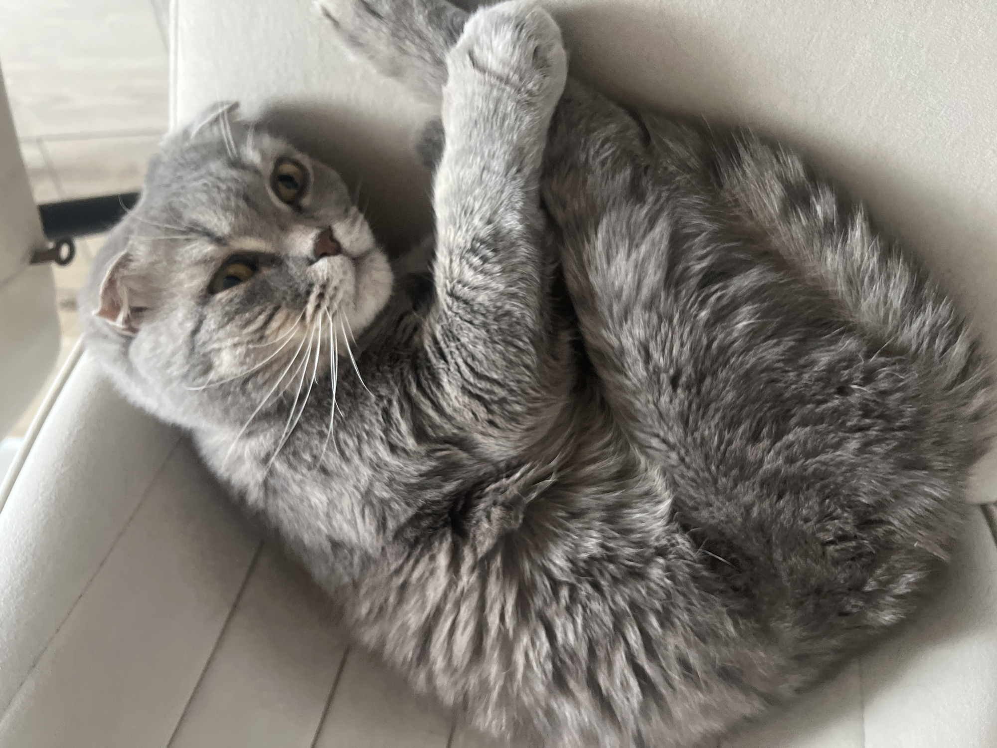 A grey Scottish Fold cat is captured in a close-up, slightly angled shot, resting comfortably on a light-colored piece of furniture, likely a chair or couch. The cat has distinctive folded ears characteristic of its breed, and striking yellow eyes that are looking towards the viewer. Its fur is a solid grey color, appearing soft and dense.
The cat is curled up, with its front paws tucked close to its body, and one back paw is visible near its head. Its posture suggests a state of relaxation and comfort. The background consists of the same light-colored upholstery, indicating an indoor setting. There are no other visible objects or persons in the frame.
The lighting appears soft and even, suggesting an indoor environment, possibly during the day, but without harsh direct sunlight. No text is visible in the image. The overall impression is one of a serene domestic scene featuring a calm and relaxed feline companion in Votkinsk, Russia.