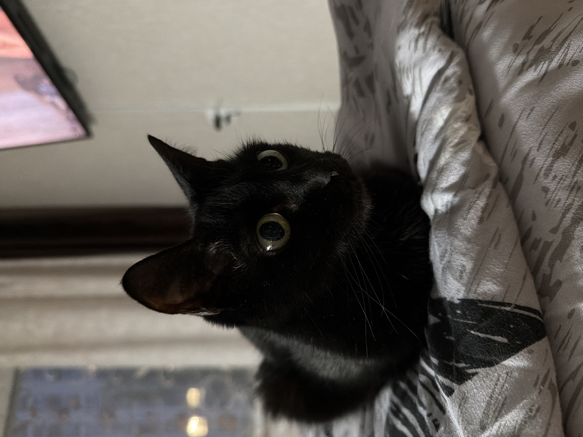 A black cat is lying on a patterned gray and white blanket. The cat is looking up with wide eyes. The top of a television screen is visible in the upper left corner of the frame. Below and to the left of the cat is what appears to be a window with frosted glass. The location in Izhevsk, Russia, is not discernible from the image.