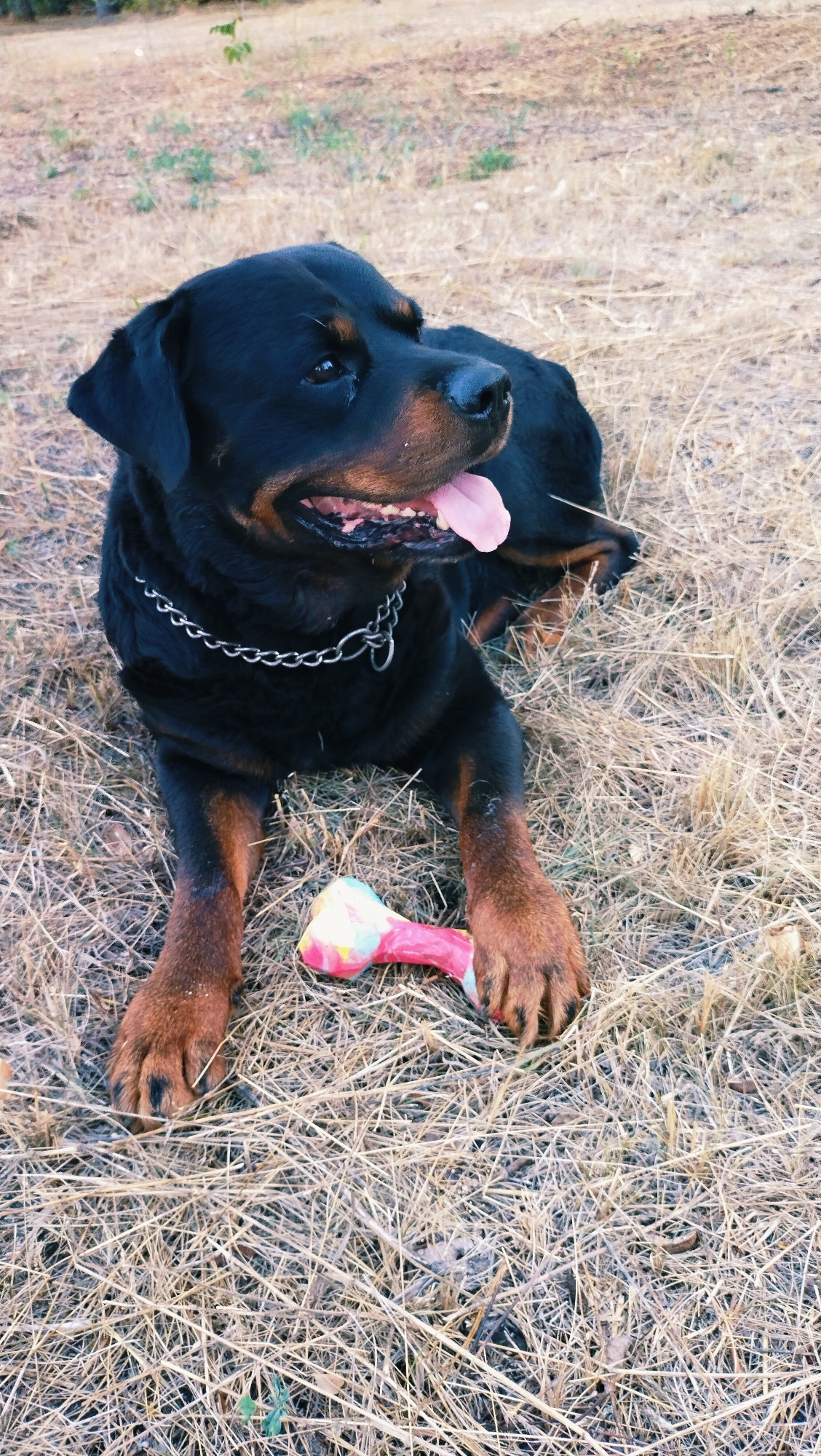 A Rottweiler dog with a silver chain collar lies on dry grass in an outdoor, possibly rural, setting. The dog's tongue is hanging out, and it appears to be panting or relaxed. A colorful bone-shaped toy is placed in front of the dog's paws. The background is blurred, showing dry vegetation and some distant greenery. There is no indication of the city of Horishni Plavni, Ukraine, in the image.