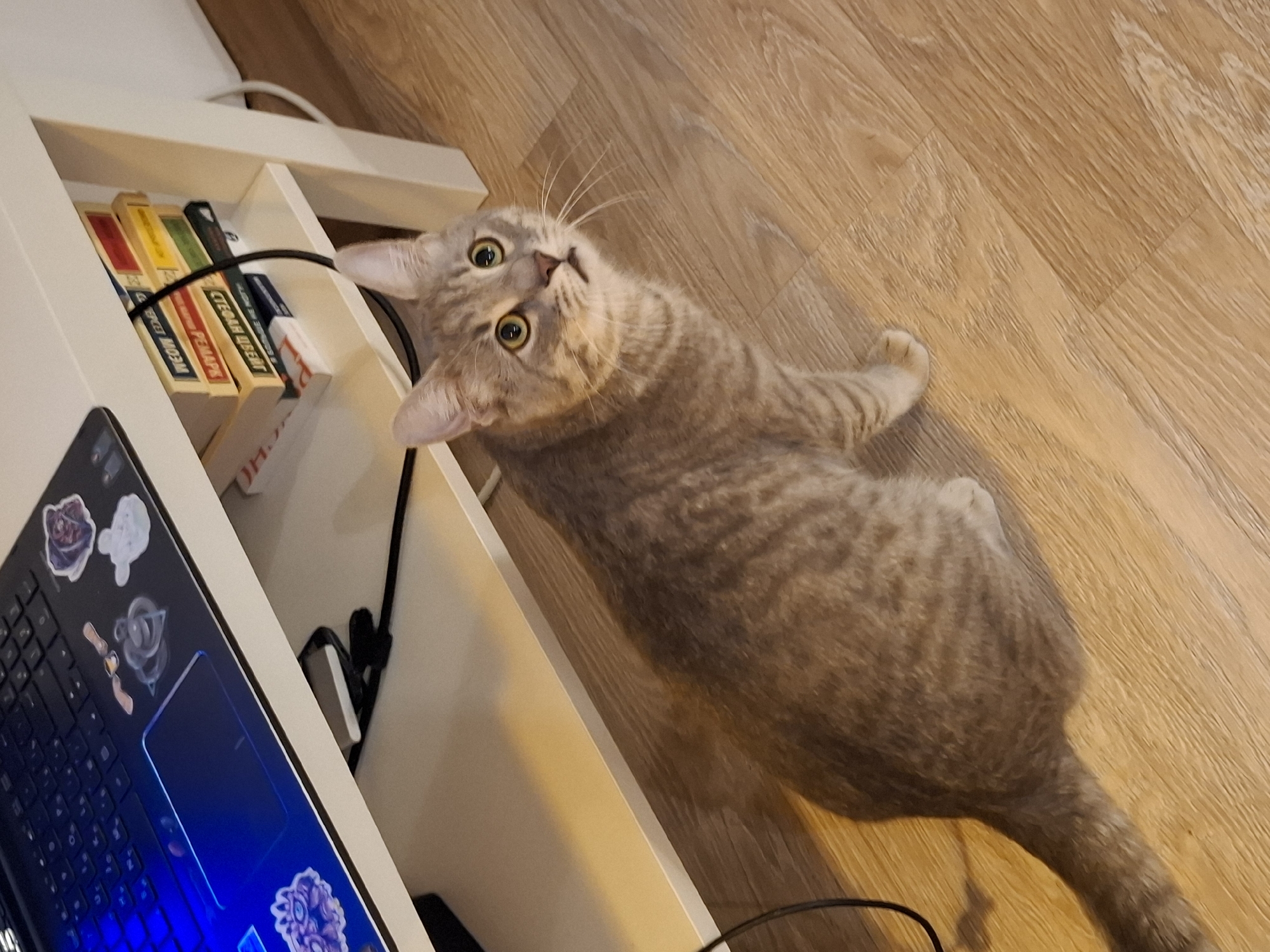 A grey tabby cat sits on a wooden floor, looking upwards. In the background, a white shelf unit holds a stack of books and a laptop. The laptop's keyboard is illuminated with blue light, and there are several stickers on its surface. The scene appears to be indoors, likely in a home or office setting, and there is no indication of the location being in Zemun Urban Municipality, Serbia.