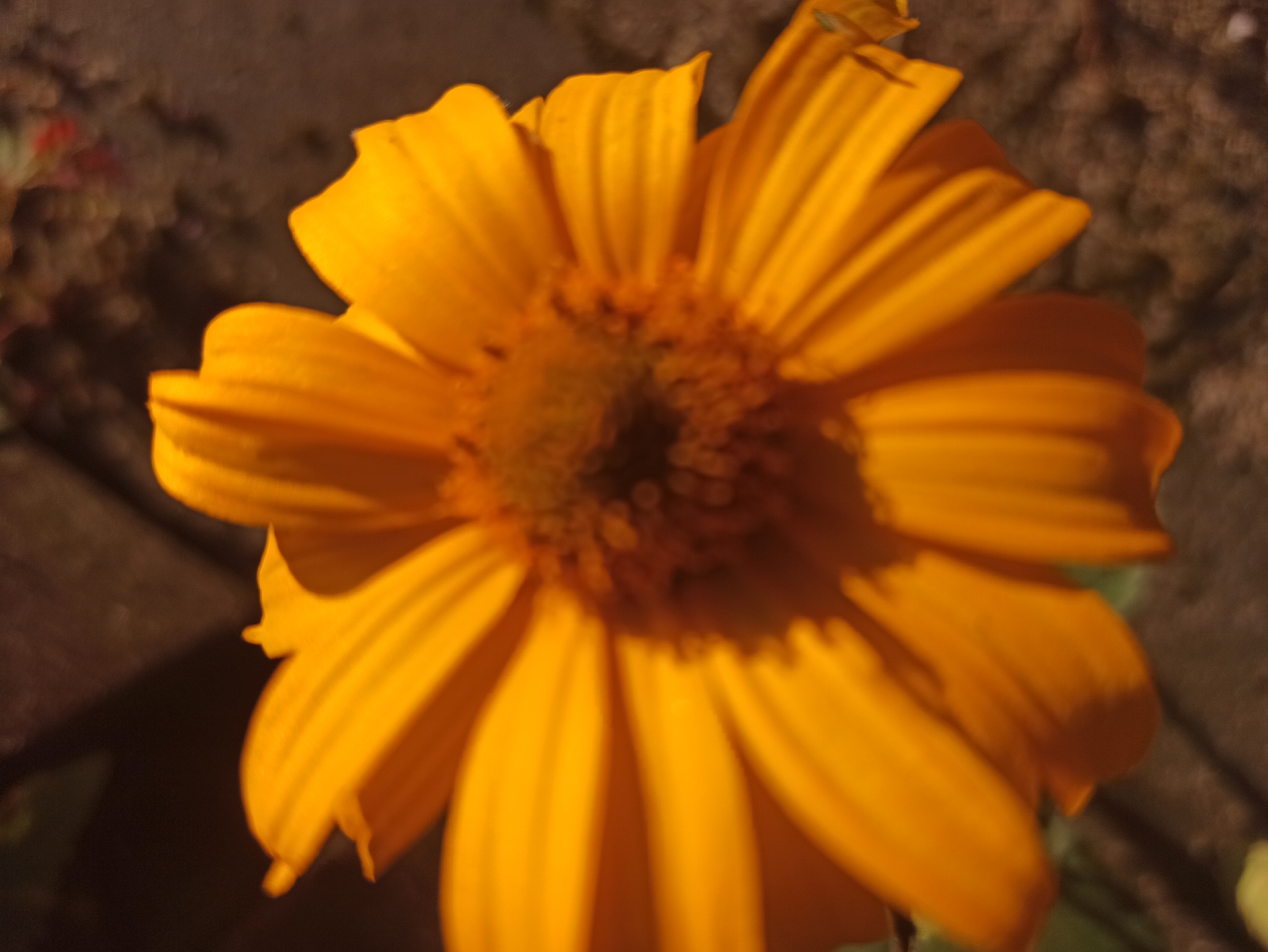 A close-up shot of a bright orange flower with many petals is featured in the center of the image. The petals are slightly curled and show delicate veins. The center of the flower is fuzzy and darker in color, with visible seed-like structures. The background is out of focus and appears to be a mix of dark earthy tones and some blurred foliage. The lighting suggests it might be evening or a dimly lit area. The image is slightly blurry, contributing to a soft, artistic feel.