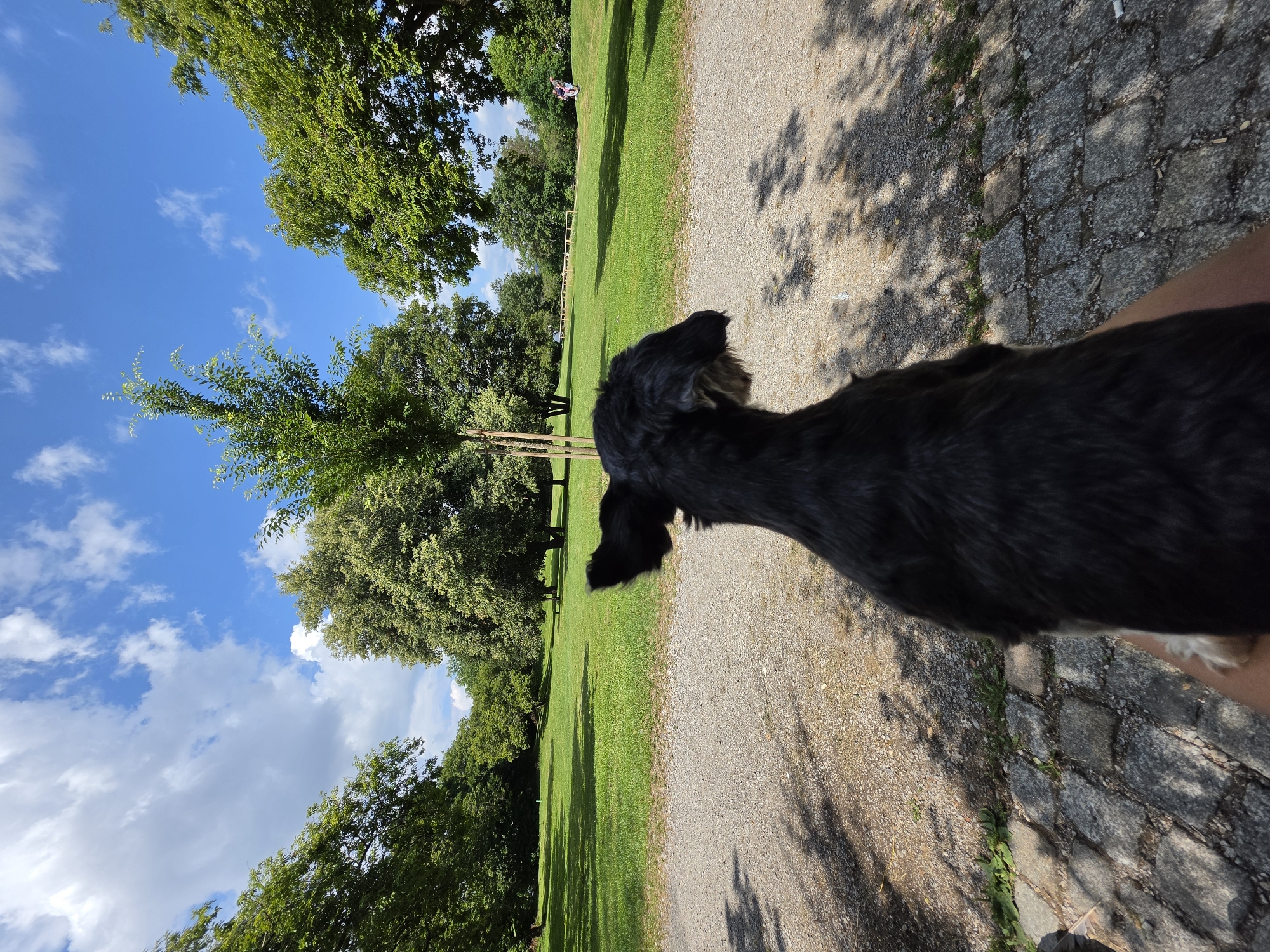 The image shows a black dog from behind, sitting on a stone path in a park. The dog is facing a large grassy area with several trees. The sky is blue with white clouds. In the background, there are more trees and a few people walking in the distance. The scene appears to be a sunny day in a park, likely during daytime. The location is the Englischer Garten in Munich, Germany.