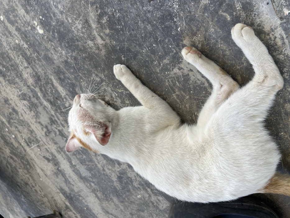 A white cat with light orange markings on its head and tail is lying on a gray surface. The cat is on its back, with its hind legs extended upwards, exposing the pink pads of its paws. Its eyes are closed and it seems to be sleeping or relaxing. The surface is rough and appears to be concrete or a similar material. The cat's fur is soft and fluffy.