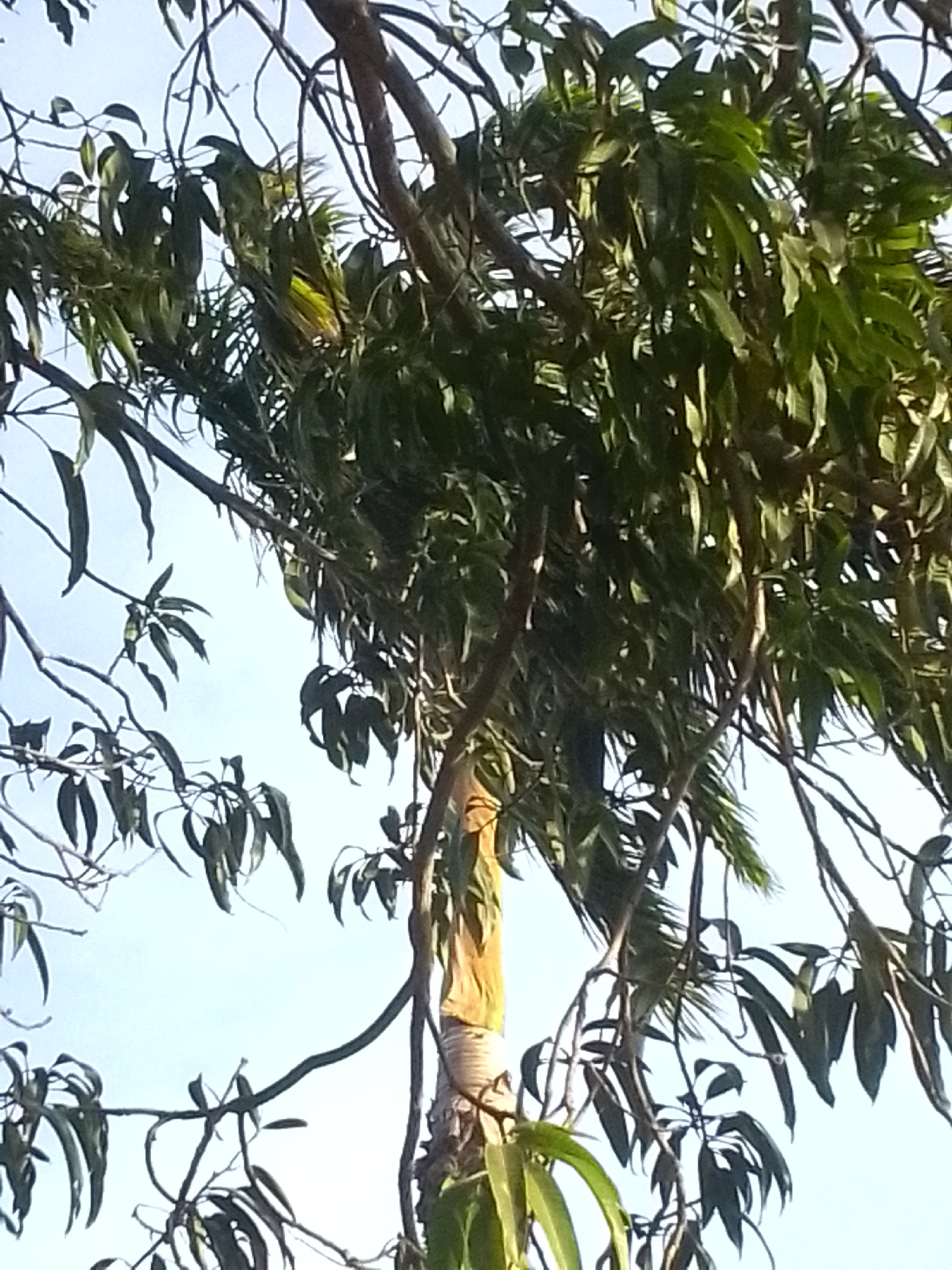 This image, captured in Juan Griego, Venezuela, presents a low-angle view looking up into the dense canopy of a large tree against a clear, bright sky. The tree features numerous branches covered with abundant green foliage, comprising both broad, darker leaves and some longer, lighter green fronds that appear somewhat feathery or palm-like.
In the upper central portion of the main image, and more distinctly visible in the provided crops, a yellowish-green form is camouflaged within a thick cluster of leaves. This shape strongly suggests a bird, likely a parrot or parakeet, resting or nestled among the foliage. Its coloration blends almost seamlessly with the surrounding greenery, making it difficult to spot at first glance. The bird appears to be still, with its head and part of its body discernible.
A central tree trunk or large branch, light brown or yellowish in color, is prominent in the lower half of the frame, ascending vertically. Its surface shows some texture or lighter banding. Numerous smaller branches extend outwards, creating an intricate network that frames patches of the light blue, cloudless sky. The bright and even illumination indicates clear weather during daytime, likely morning or afternoon. No human subjects, man-made objects other than the tree itself, or discernible text are visible in the frame. The overall scene conveys a sense of natural tranquility in a tropical setting.