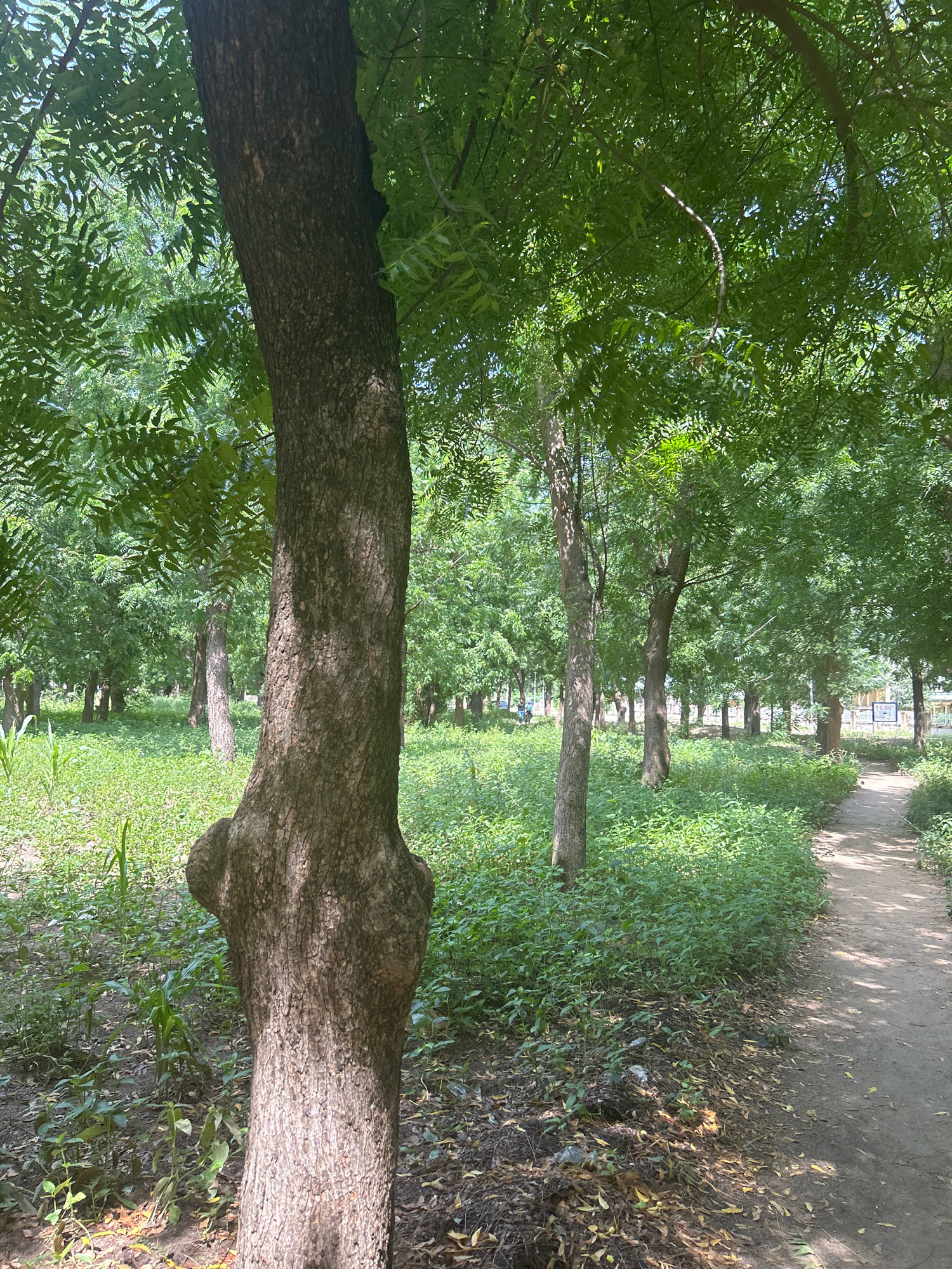 The image depicts a path winding through a lush green area populated by numerous trees, with dense foliage overhead and on the ground. The path itself appears to be made of packed dirt and shows signs of use, with shadows cast by the trees falling across it. In the foreground, the thick trunk of a large tree dominates the left side of the frame. The surrounding vegetation consists of low-lying green plants and grasses. In the background, more trees line the path, creating a sense of depth and a natural, park-like environment. There are no people or animals visible in the image.