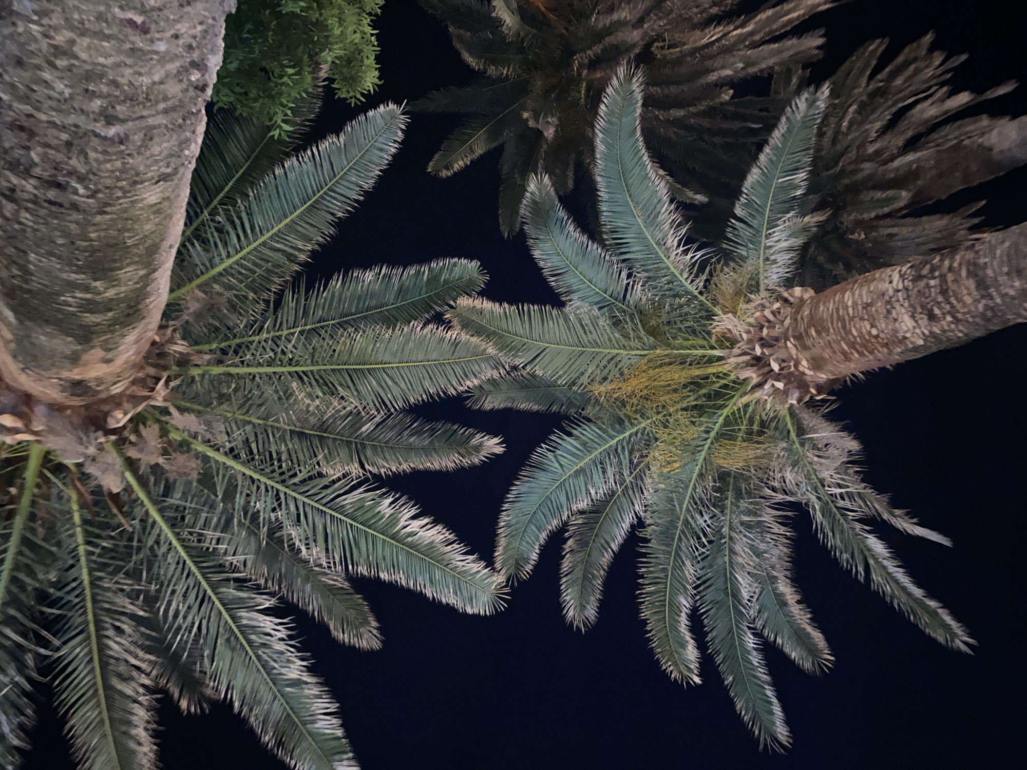 The image shows a view looking up at several palm trees against a dark night sky. The trunks of two of the trees are visible, one on the left and one on the right. The fronds of the palm trees are mostly green, with some appearing slightly yellow or brown. There are also hints of other foliage in the upper left and center of the image.
