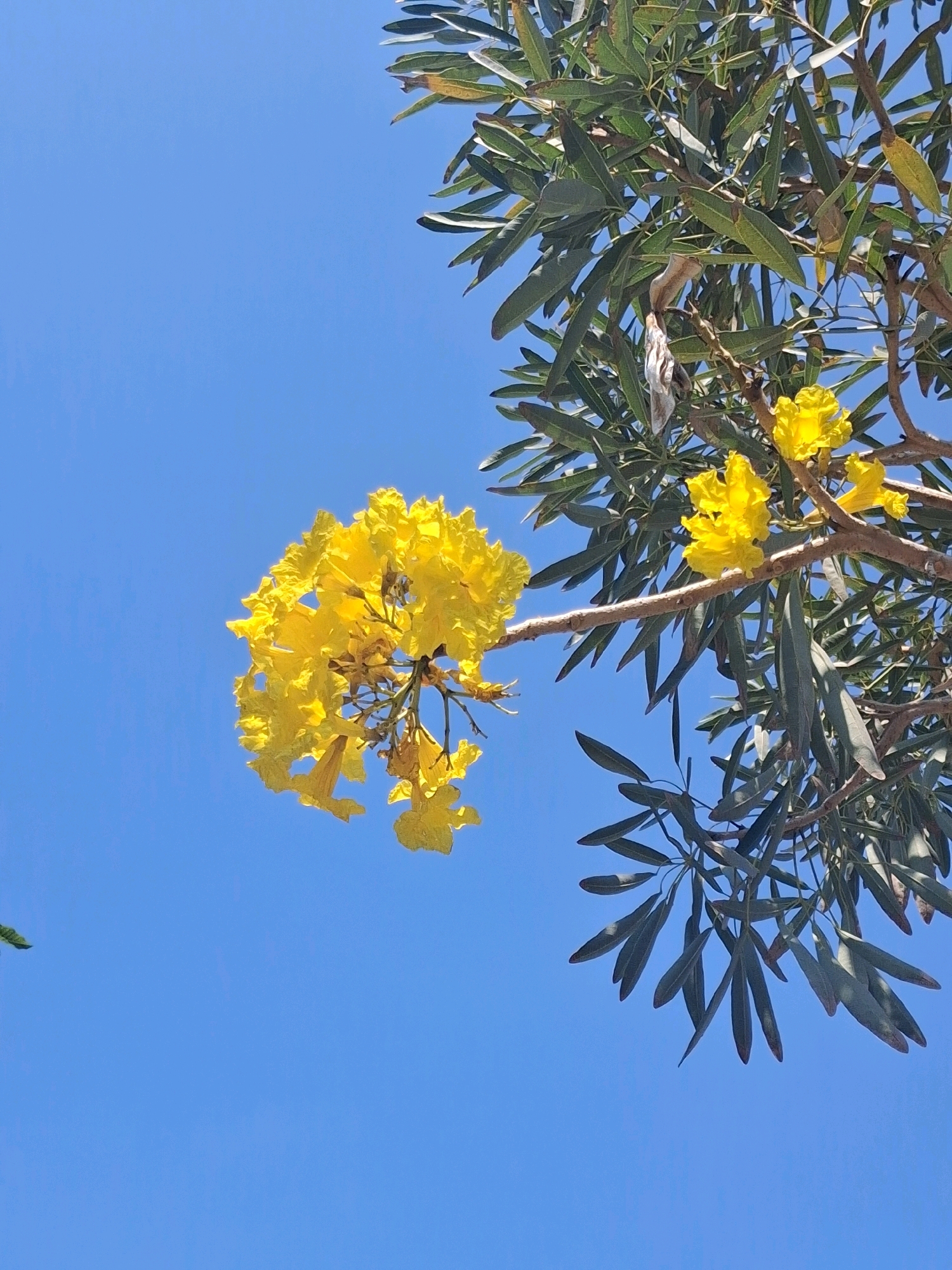 The image captures a close-up view of yellow flowers blooming on a tree branch against a clear blue sky. The flowers are clustered together, with delicate petals and a vibrant yellow hue. The tree's leaves are visible, appearing dark green and elongated. The scene is likely outdoors, possibly in a park or garden within Surakarta, Indonesia, given the presence of lush vegetation and bright sunlight. There are no people or animals depicted in the image, focusing solely on the natural beauty of the flowering tree. The composition highlights the contrast between the bright yellow of the flowers and the deep blue of the sky, creating a visually striking and serene atmosphere.