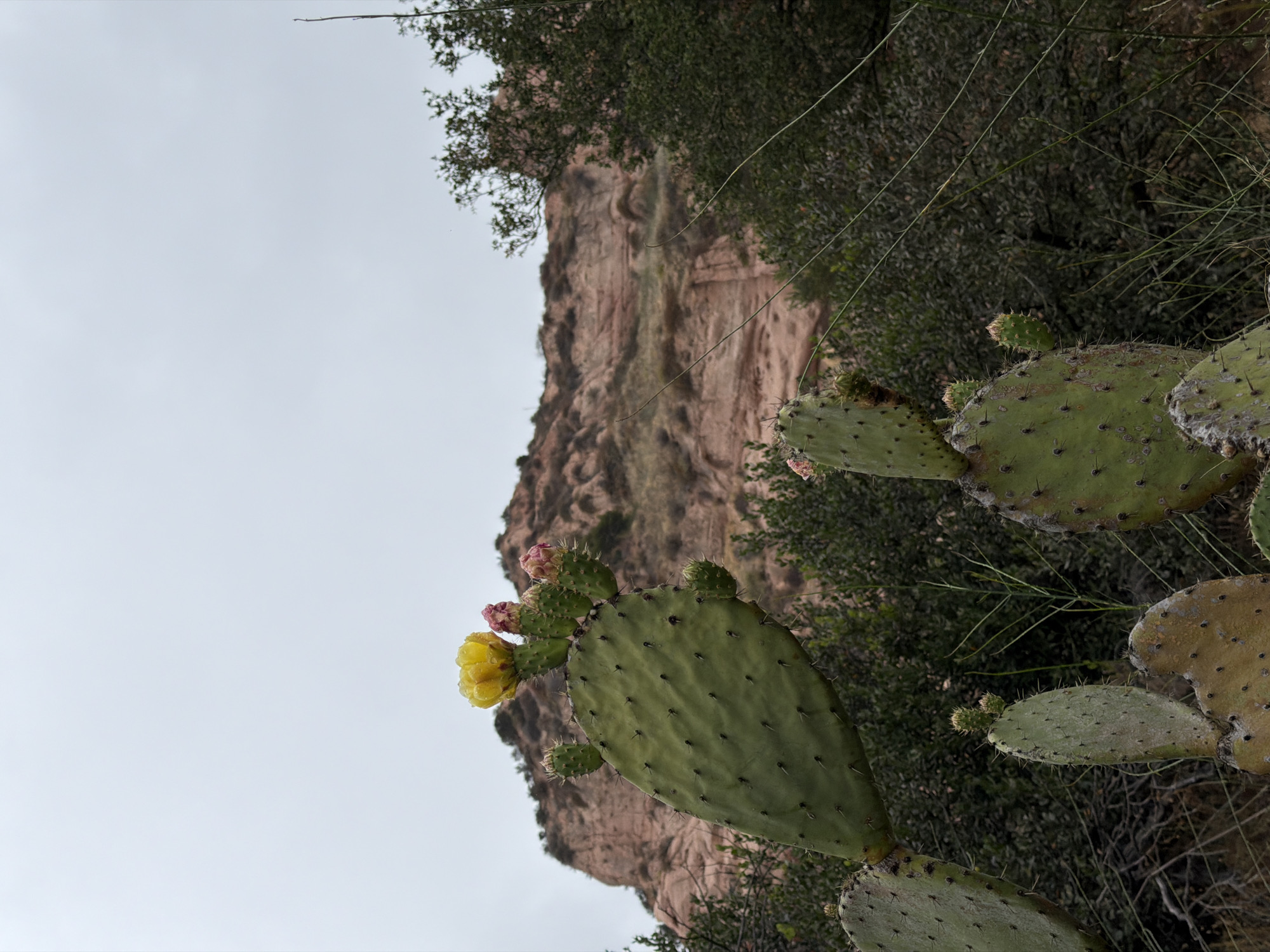 A prickly pear cactus with a blooming yellow flower and several pink flower buds is in the foreground of the image, with a rocky cliff face and green foliage in the background. The cactus pads are green and oval-shaped, with visible spines. The flower is a vibrant yellow and appears to be freshly bloomed, with water droplets on its petals. The pink buds are clustered around the top of the largest pad. Behind the cactus, a large, reddish-brown cliff face is visible, with layers of rock and erosion evident. Dense green foliage, likely bushes and trees, surrounds the lower part of the cliff and extends into the middle ground of the image. The sky above is overcast and light gray. The scene appears to be in a natural, outdoor environment. The location is Lake Forest, California, United States of America.
