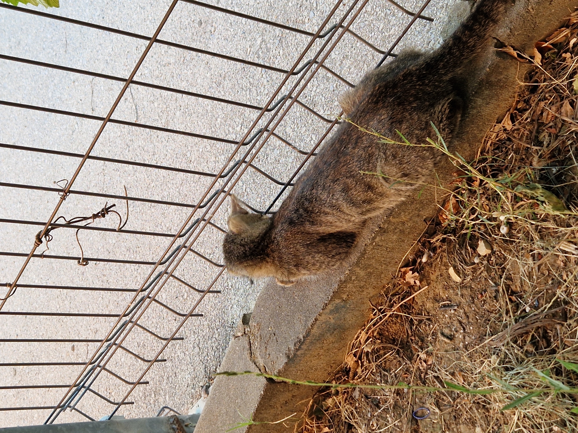 A brown tabby cat is resting on a concrete ledge next to a wire fence. The cat is facing away from the camera, looking towards the fence. The ground around the ledge is covered in dry grass and leaves. The fence is made of thin, rusted wire and is installed along a paved area, likely a sidewalk or street. The scene is set in the village of Bahovitsa, Bulgaria, suggesting an outdoor, possibly urban or semi-urban, environment.
