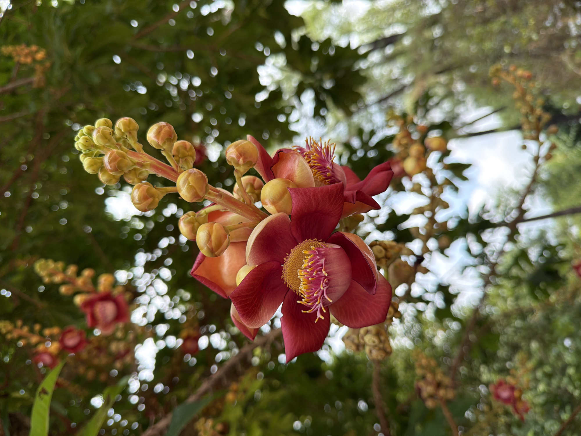 This is a close-up, eye-level, outdoor photograph of a Cannonball Tree flower in bloom. The flower is the central focus, with deep red petals radiating outwards from a yellow and pink stamen. Several yellow-orange buds are visible clustered around the main flower and on stalks extending upwards. The background is blurred, with out-of-focus green foliage and branches, as well as some bright, circular bokeh effects that suggest sunlight filtering through leaves. The overall impression is of a lush, natural environment. The image is likely taken in Kim Long Ward, Vietnam, given the context provided.