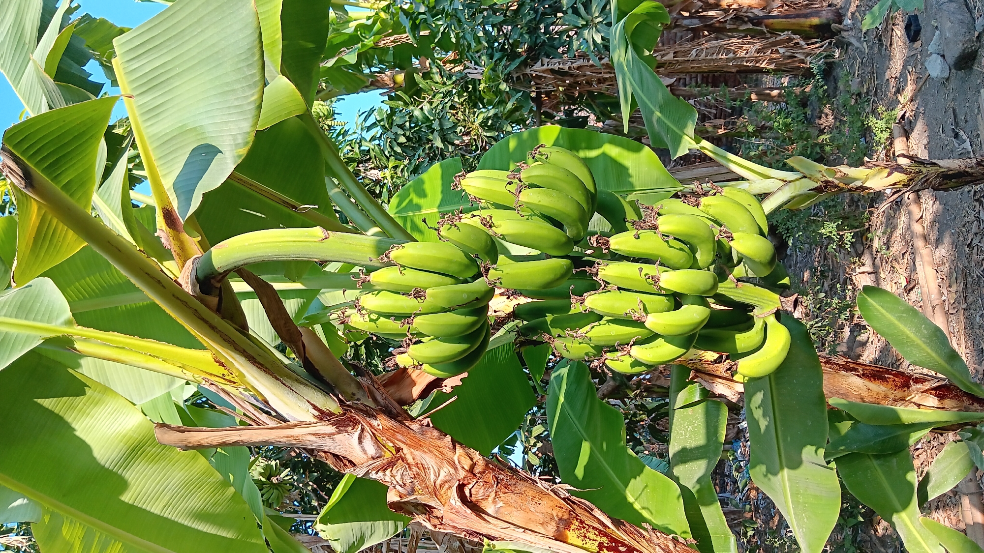 A vertical, close-up, eye-level shot captures a bunch of unripe green bananas hanging from a banana plant. The bananas are the primary subject, clustered together and angled downwards. The banana plant's trunk is visible on the left, showing its fibrous, brown texture. Large, green banana leaves fan out around the fruit and trunk, some catching the sunlight and casting shadows. In the background, a dense arrangement of smaller trees and foliage creates a natural, green backdrop, with hints of a blue sky peeking through the upper right corner. The ground below is composed of dry earth and scattered leaves. The scene appears to be outdoors, under natural daylight. This photograph was taken in Sonobekel, Indonesia.