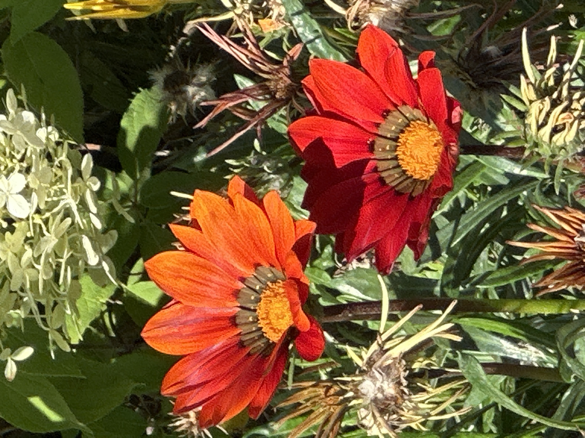 The image is a close-up, high-angle shot of two gazania flowers in bloom. The flower in the foreground is a vibrant red, while the flower behind and slightly to the left is a bright orange. Both flowers have a dark brown center surrounded by a bright yellow, textured center. The petals of both flowers are elongated and pointed. Behind the flowers, the background is a blur of green foliage, including some lighter green, feathery leaves and darker, more elongated leaves. There are also some dried, spiky seed heads visible in the mid-ground, which are brown and yellow. The overall lighting suggests a sunny day. The image is not set in Podolsk, Russia, as there are no specific landmarks or identifiers to suggest this location.