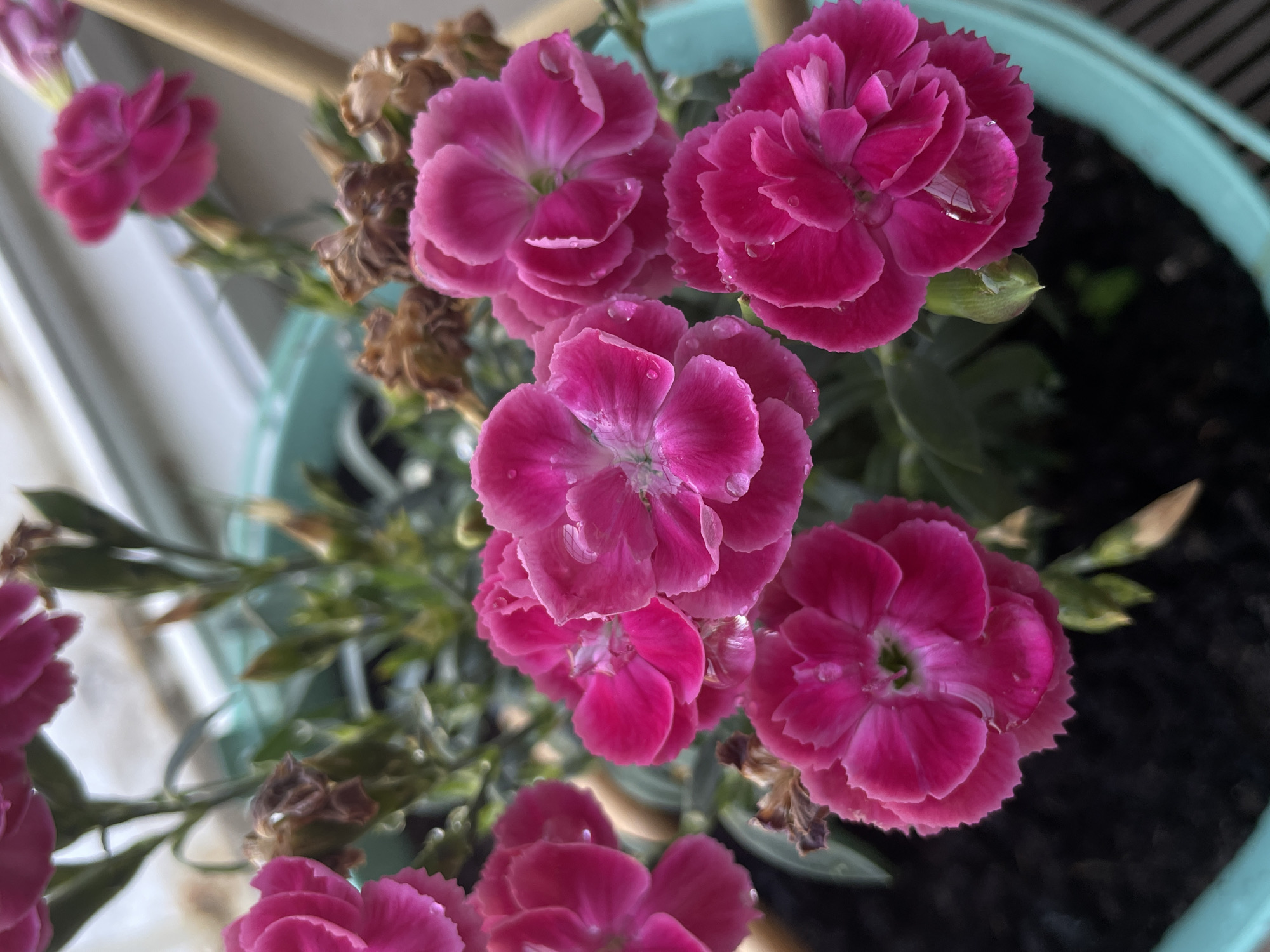 A close-up, high-angle shot captures a cluster of bright pink carnations in a teal pot. Water droplets glisten on the velvety petals of the flowers, some of which show slight browning and wilting. The dark soil within the pot is visible. In the blurred background, a light-colored surface, possibly a windowsill or railing, and parts of a wooden stick suggest an outdoor setting. The scene does not depict any specific landmarks or identifiable features of Timișoara, Romania.
