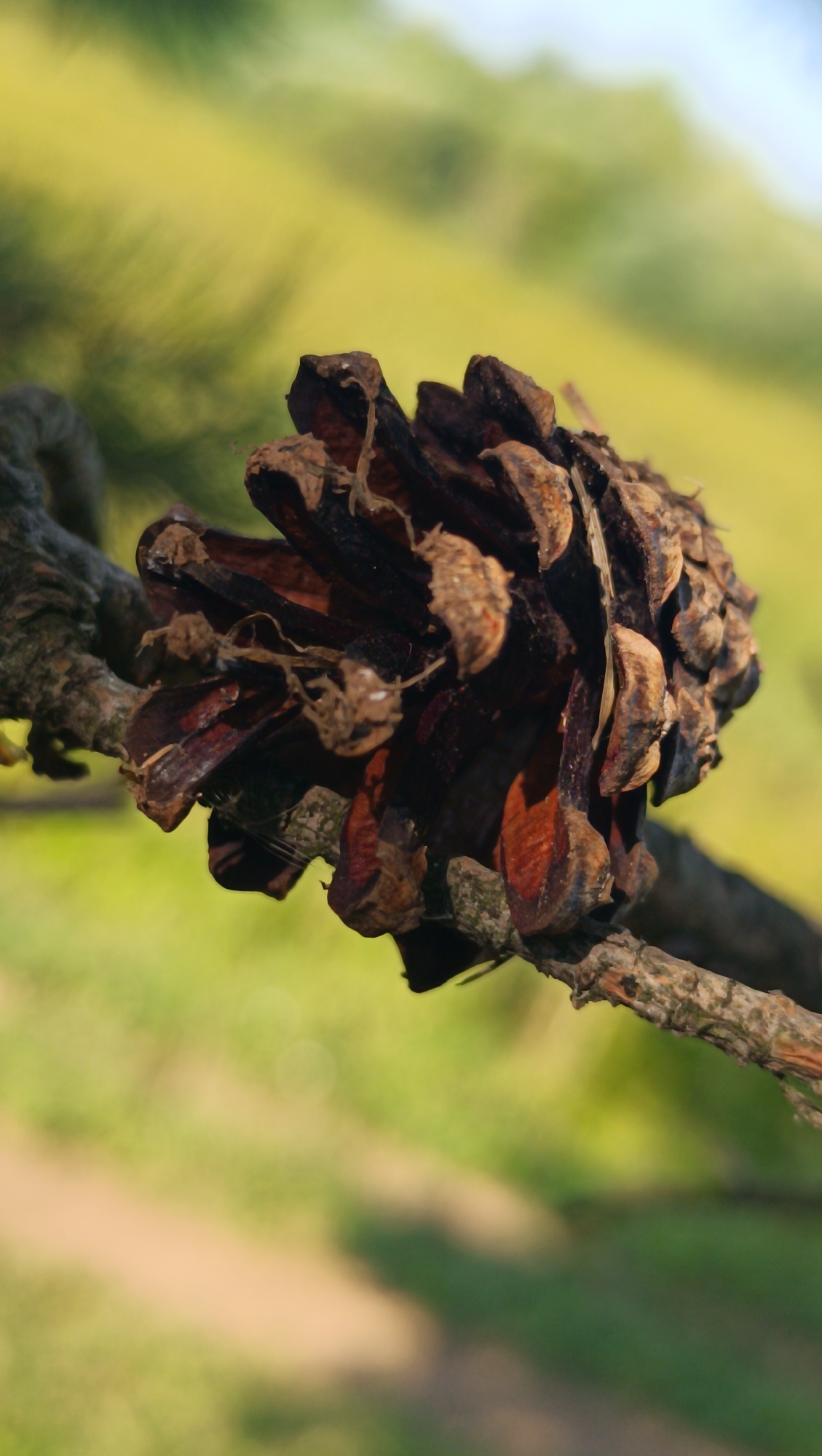 A close-up, vertical shot captures a dried pinecone resting horizontally on a branch. The pinecone is dark brown and appears weathered, with its scales open. A textured branch, also brown and gray, supports the pinecone. The background is a soft blur of green and yellow, suggesting foliage and possibly a grassy area, with hints of a dirt path. The image does not depict any people or actions. The scene is outdoors, but there is no specific information about the location within Karsha, Russia, other than it is an outdoor natural setting.