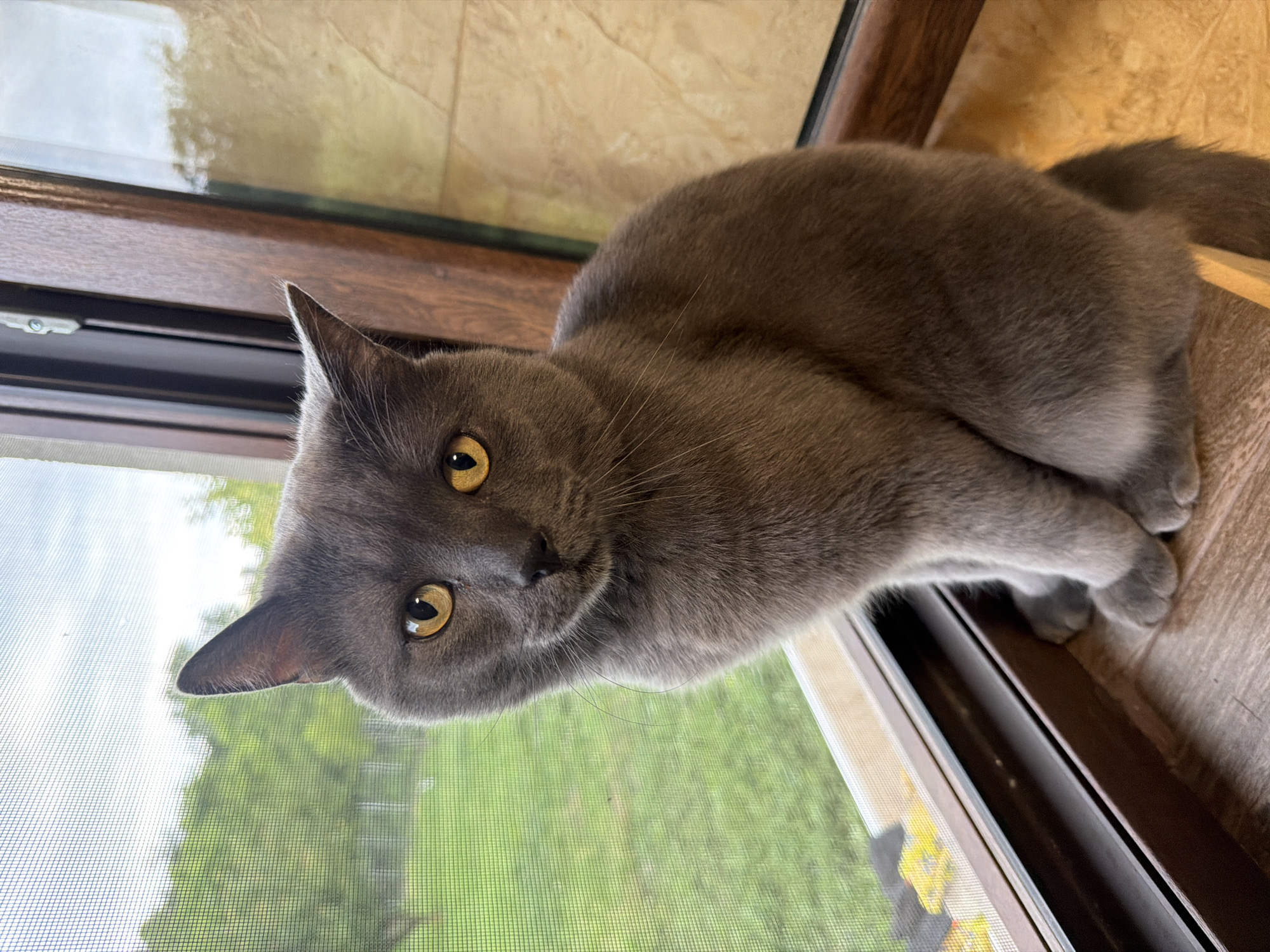 A gray cat with yellow eyes sits on a windowsill, looking out at a green yard through a screen. The cat is positioned in the center of the frame, with its body facing left and its head turned towards the viewer. The windowsill is made of wood, and the window frame is brown. The background shows lush greenery and a cloudy sky. The location is an unspecified residential area in Orehovitsa, Bulgaria.