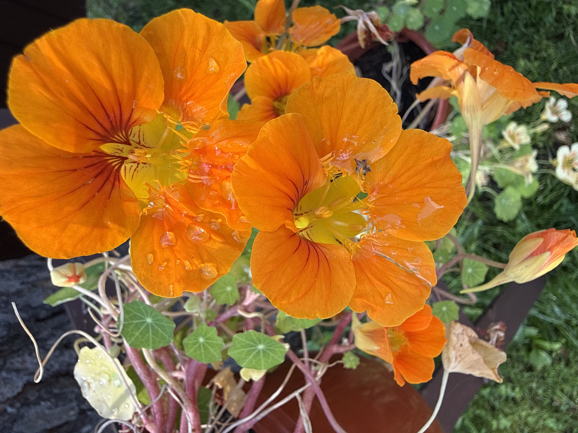 This is a close-up, top-down view of several bright orange nasturtium flowers with water droplets on their petals. The flowers are in various stages of bloom, with some fully open and others still budding. The stems and some small, round green leaves are also visible, along with a few dried, brown leaves. The background consists of blurred dark wood and green grass. There is a small insect on one of the flower petals. The scene is outdoors and appears to be in a garden or potted plant setting. There are no people visible in the image. The location is the city of Kashino, Russia.