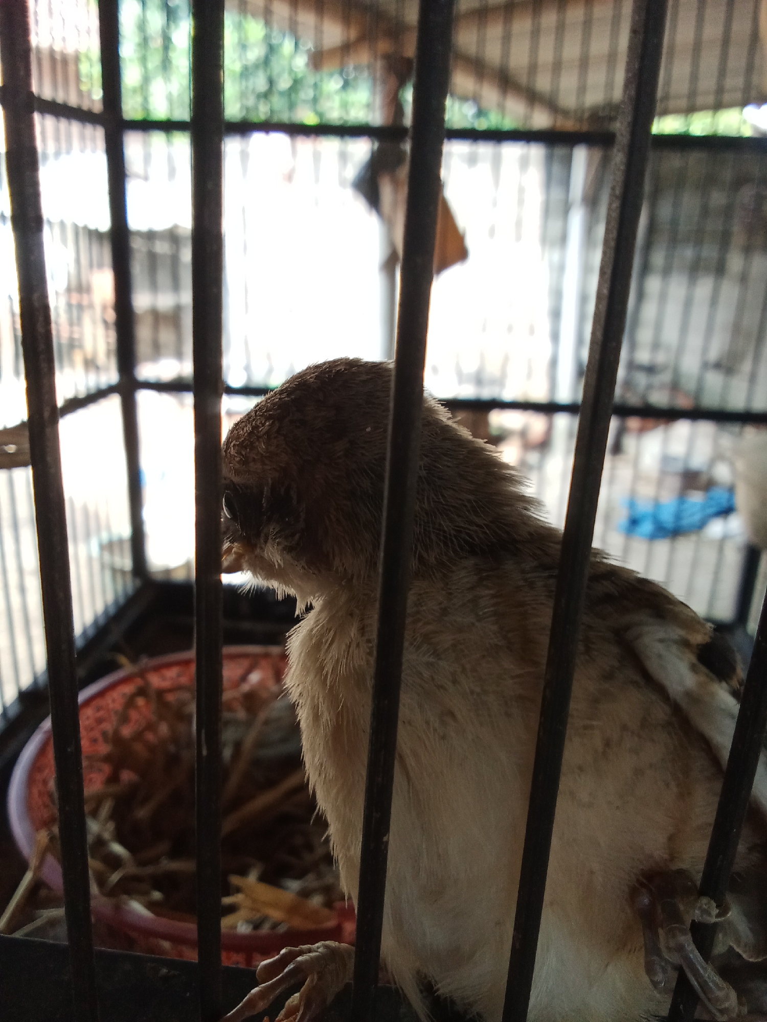 A small bird with brown and beige feathers is perched inside a metal cage. The bird is facing left, with its head tilted down and its beak slightly open. Its left leg is visible and appears to be gripping a bar of the cage. The cage bars are dark and vertical. In the background, there is a red bowl filled with nesting material, such as dried grass and twigs. Beyond the cage, a blurred background shows what appears to be corrugated metal roofing and greenery, suggesting an outdoor or semi-outdoor setting. The lighting is bright, with sunlight filtering in.