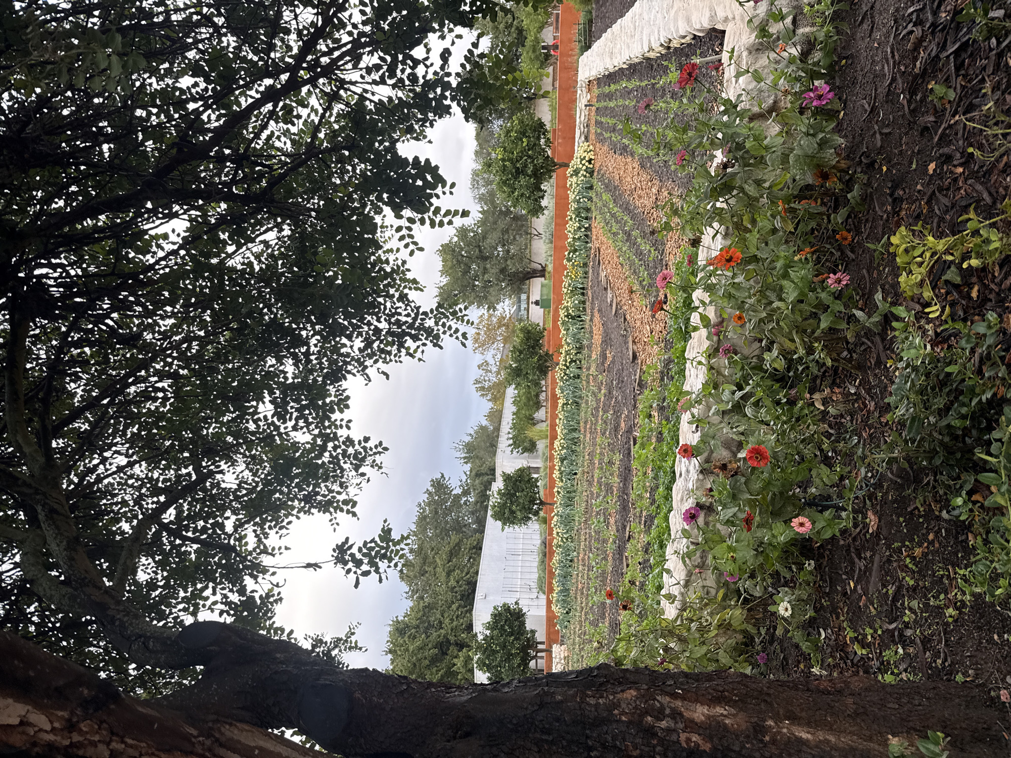 The image depicts a garden scene, possibly located in a rural or semi-rural area within the Drakenstein Nu municipality, South Africa. The garden features rows of cultivated plants, separated by pathways of what appears to be mulch or gravel. The edges of the garden rows are lined with white stones and flowering plants, primarily in shades of red, orange, and pink. A tree with dense foliage dominates the foreground on the left side. In the background, there are more trees, a white building or structure, and what looks like a wall or fence. The sky is overcast. No people are visible.