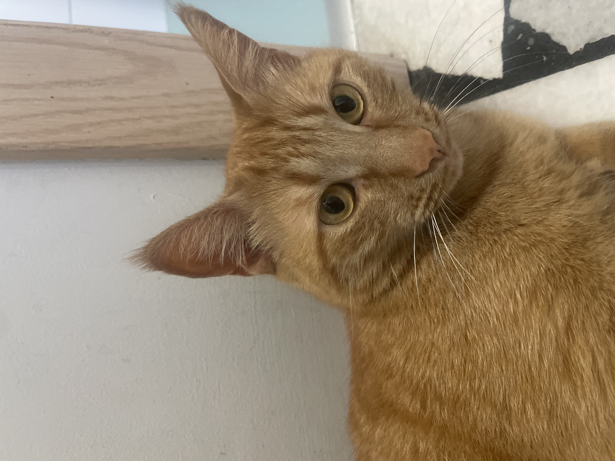 A close-up shot focuses on the head and upper body of an orange tabby cat. The cat has large, golden eyes and prominent whiskers. Its fur is a warm orange with subtle tabby markings. The background is a simple, light-colored wall and a portion of a wooden doorframe. The cat is lying down, with its body partially visible. The lighting is soft and natural. The scene appears to be indoors.