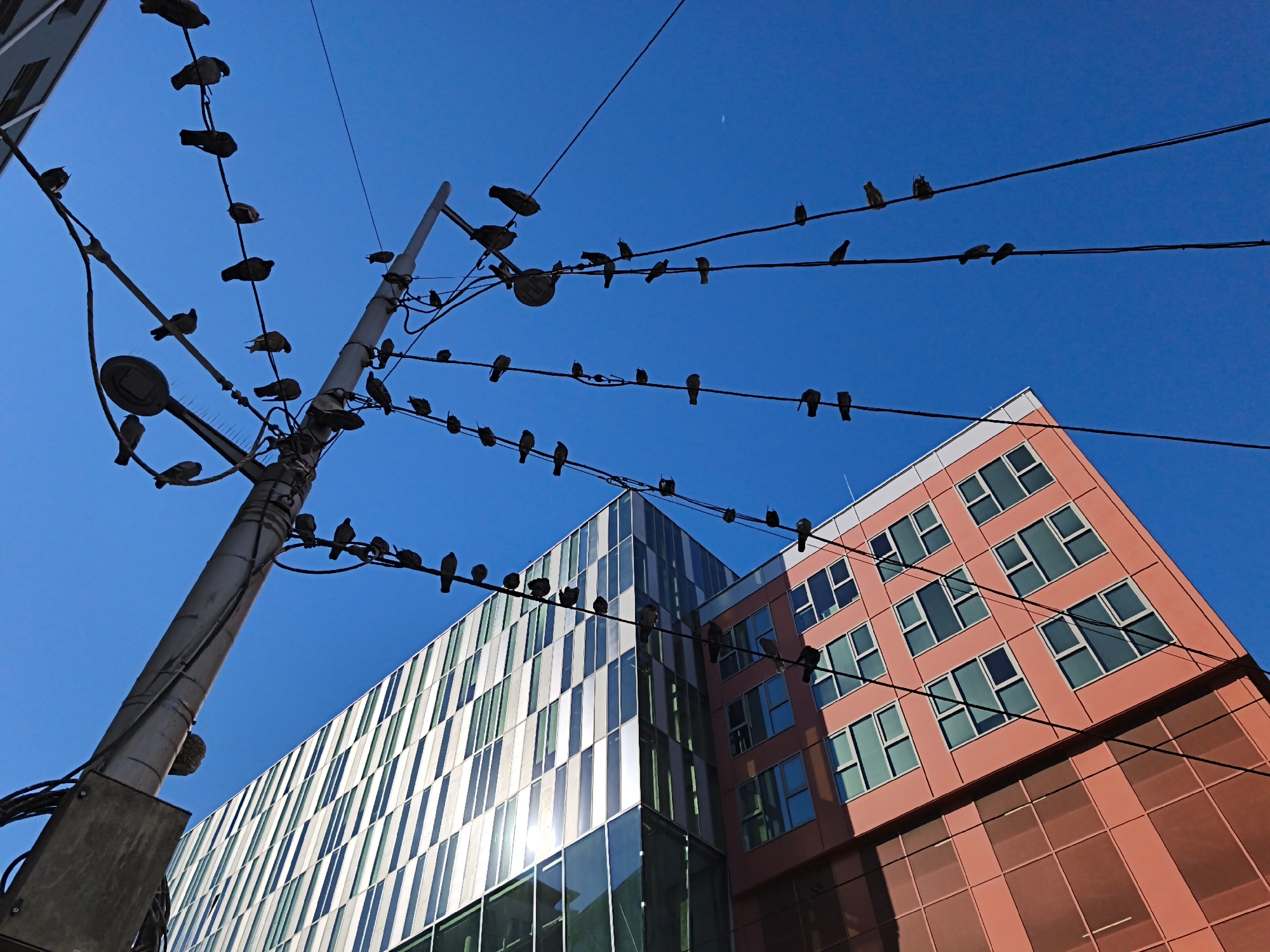 A low-angle shot captures a utility pole with numerous birds perched on its wires against a bright blue sky. The pole, which is positioned on the left side of the frame, is adorned with a street lamp. Behind the pole, two modern buildings are visible. The building on the left has a facade with alternating vertical panels of white, gray, and green, interspersed with reflective glass. The building on the right is a reddish-orange color with rows of rectangular windows. The image appears to be taken in an urban setting, possibly Vienna, Austria, given the architectural style.