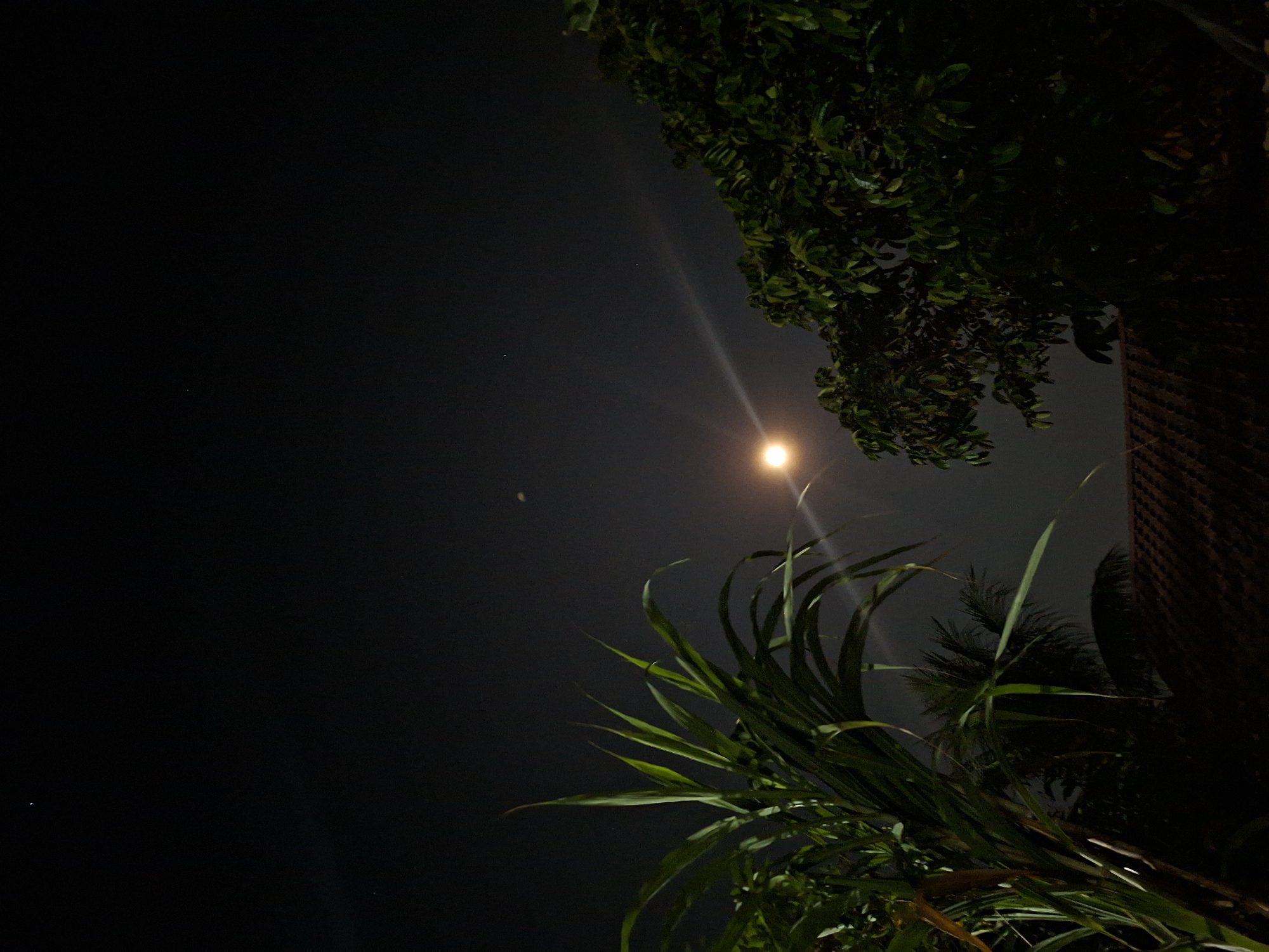 The image depicts a night scene in Kutaglumpang, Indonesia, focusing on a streetlight illuminating the surrounding vegetation. Dominating the right side of the frame are various plants, including broad-leafed greenery and what appears to be a palm. A tree branch is visible at the top right. The background is dark, with a dim light above. The presence of the streetlight indicates an urban or semi-urban location.