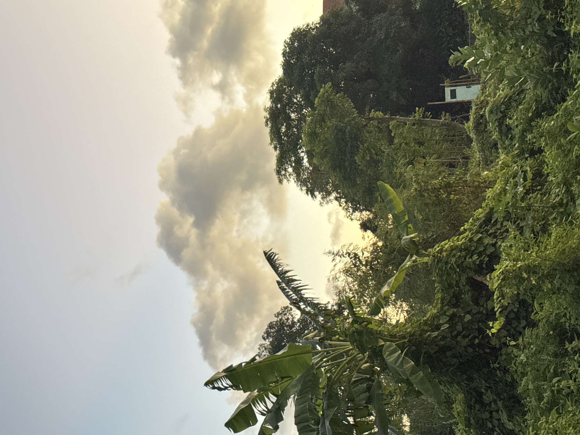This image shows a lush, overgrown natural scene near Kuta, Indonesia, with a hint of human habitation. In the foreground, a banana tree with large, tattered leaves dominates the left side of the frame. The base of the banana tree and the surrounding ground are covered in thick, green foliage and vines, creating a wild and untamed appearance.
In the mid-ground, a dense collection of trees and vegetation continues the verdant theme. Peeking through the foliage on the right side of the image is a light blue, rectangular structure with a darker square window. This structure appears to be a small building or possibly a shelter. Behind this, the dark silhouettes of larger trees can be seen, suggesting a more established forest or grove.
The sky above is a soft gradient of pale blue near the top, transitioning to a warm yellow-orange hue closer to the horizon, indicating either sunrise or sunset. Scattered across the sky are fluffy, greyish-white clouds, catching the warm light. The overall impression is one of a natural landscape on the outskirts of a populated area, with the sky suggesting a calm and peaceful time of day. No people are visible in the image.
