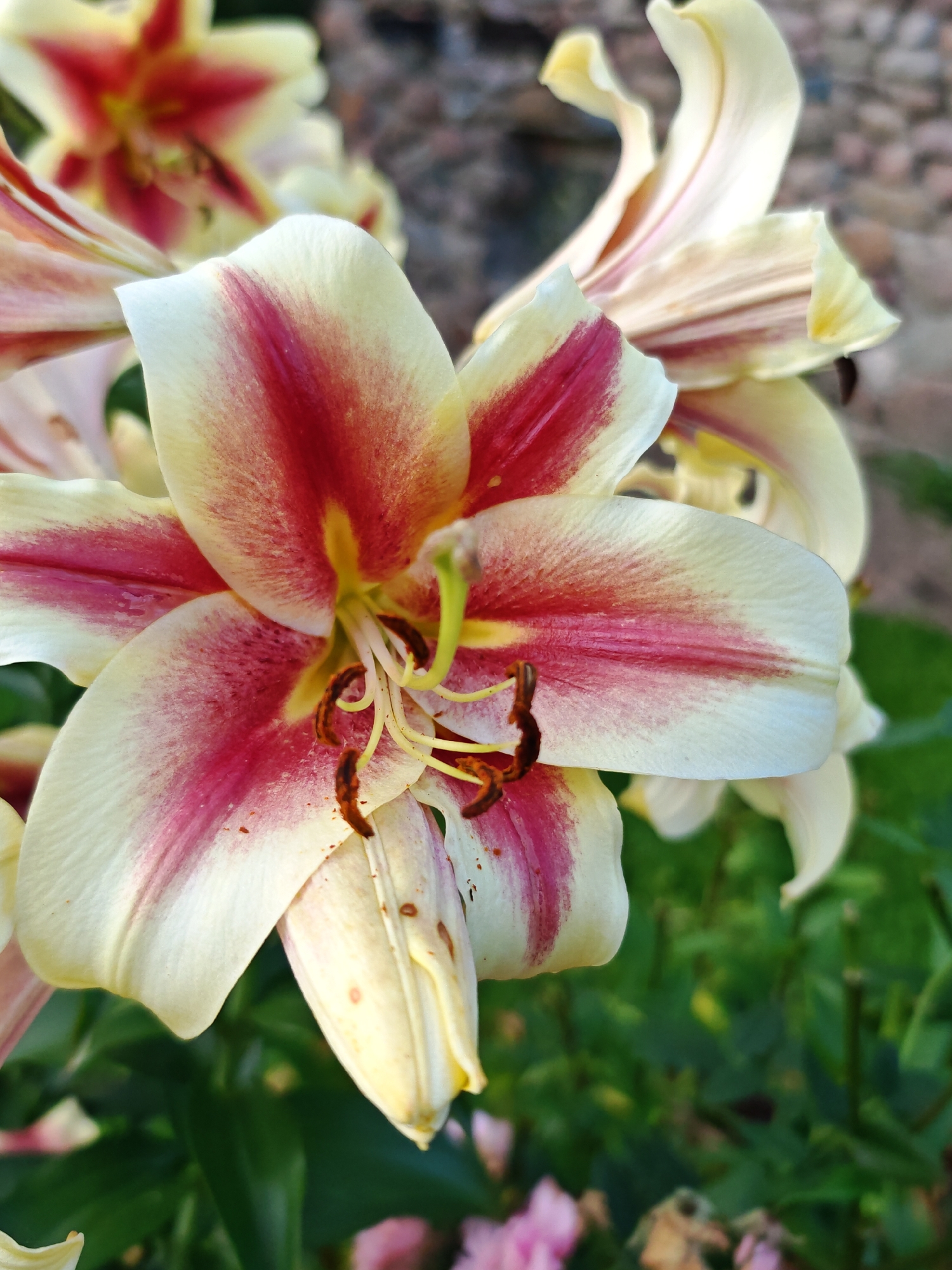 A close-up, slightly low-angle shot captures a vibrant lily flower in the foreground, likely in a garden setting within the Валожынскі сельскі Савет, Belarus. The lily's petals are a creamy white with bold, deep pink stripes radiating from the center. The stamens, with their dark brown anthers, are prominent and delicate. In the background, other lilies, some in softer focus, add depth to the scene, along with blurred greenery and what appears to be a stone wall or path. The lighting suggests it is daytime, possibly late afternoon, with soft shadows and highlights accentuating the flower's textures.