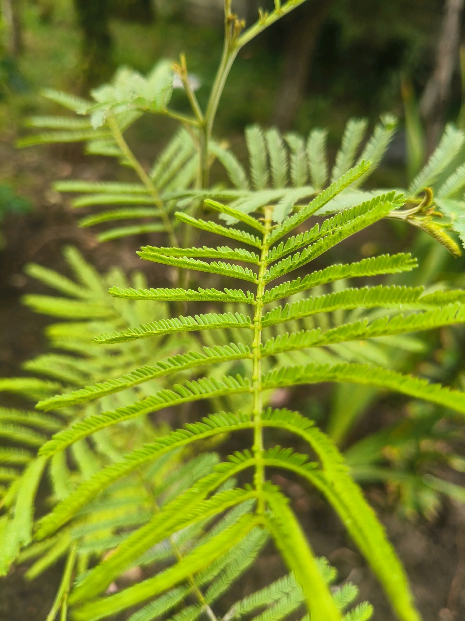 A close-up, eye-level shot features the delicate, feathery fronds of a green plant, likely a fern or a similar-leafed shrub. The leaves are a vibrant, almost neon green, with tiny leaflets arranged symmetrically along the central stem. The fronds are slightly out of focus, creating a soft, blurred background of dark earth and more indistinct greenery. The lighting is natural and diffused, suggesting an outdoor setting, possibly in a garden or park. The image lacks any human presence or distinct urban features, and therefore cannot be specifically located in Ungheni, Moldova.