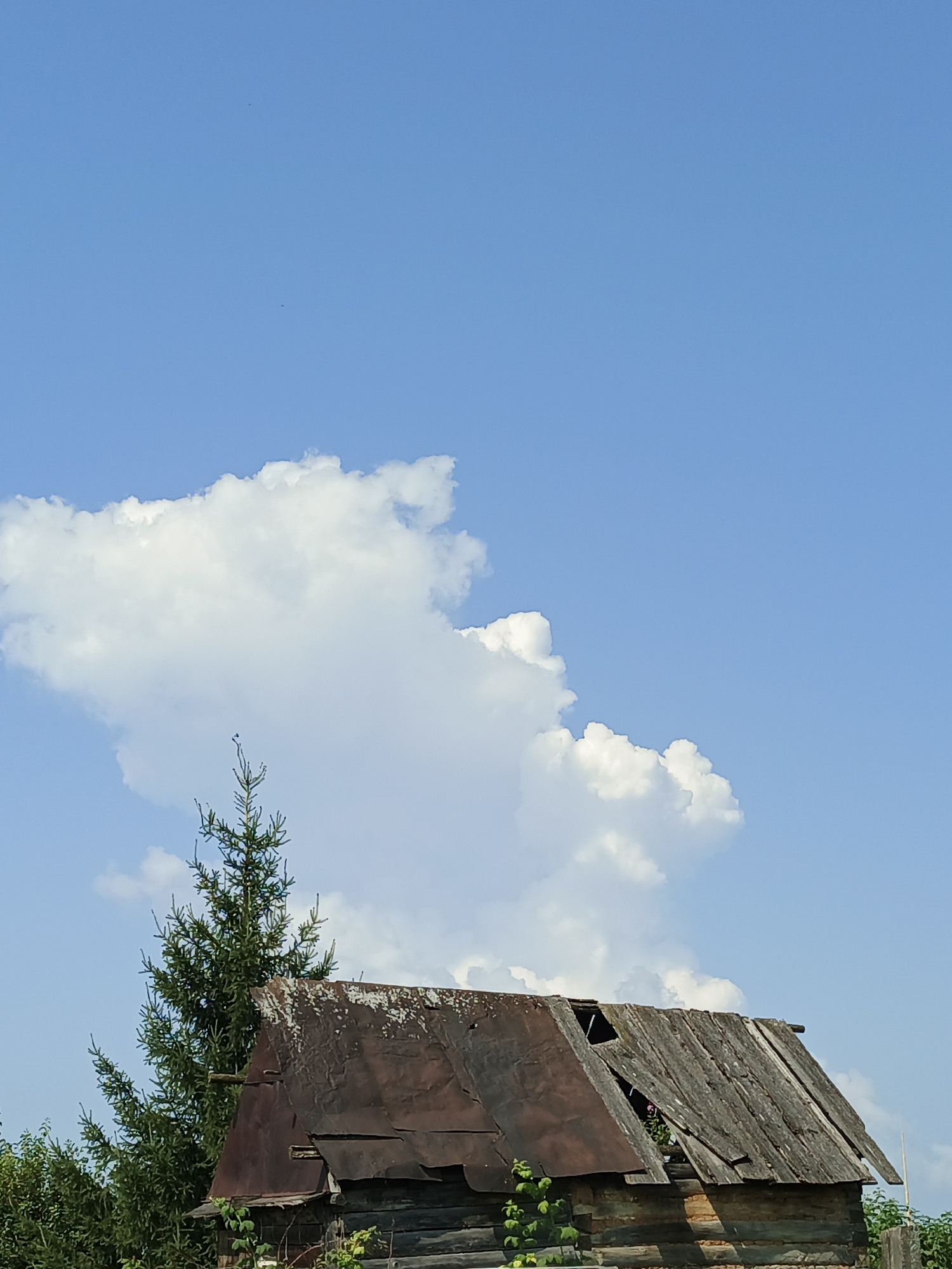 The image, taken in Medvedyovka, Russia, depicts a weathered, dilapidated wooden structure with a partially collapsed roof against a bright blue sky. A tall evergreen tree stands to the left of the structure, and other dense green foliage is visible in the lower part of the frame. The roof is a patchwork of rusty metal and decaying wooden planks, with several sections missing, revealing the interior structure. The sky is clear, with a few scattered white cumulus clouds. There are no people or animals visible in the frame.