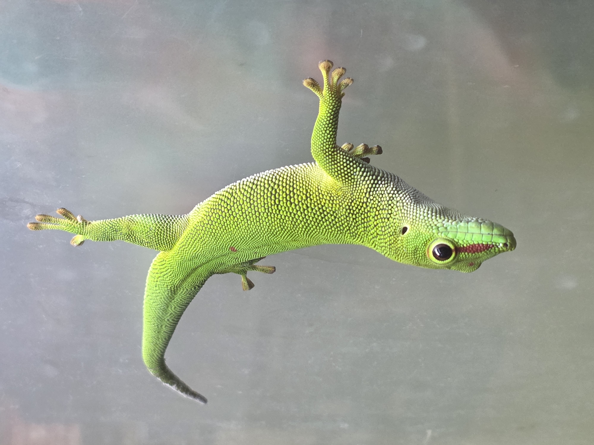 A bright green gecko clings to a smooth, semi-transparent surface. The gecko's body is oriented diagonally in the frame, with its head pointing towards the right. The gecko features a red stripe on its snout, and its toes are spread out, displaying pads for gripping. The background is a blurred, neutral color. No other subjects or objects are visible. The location is not indicated in the image.