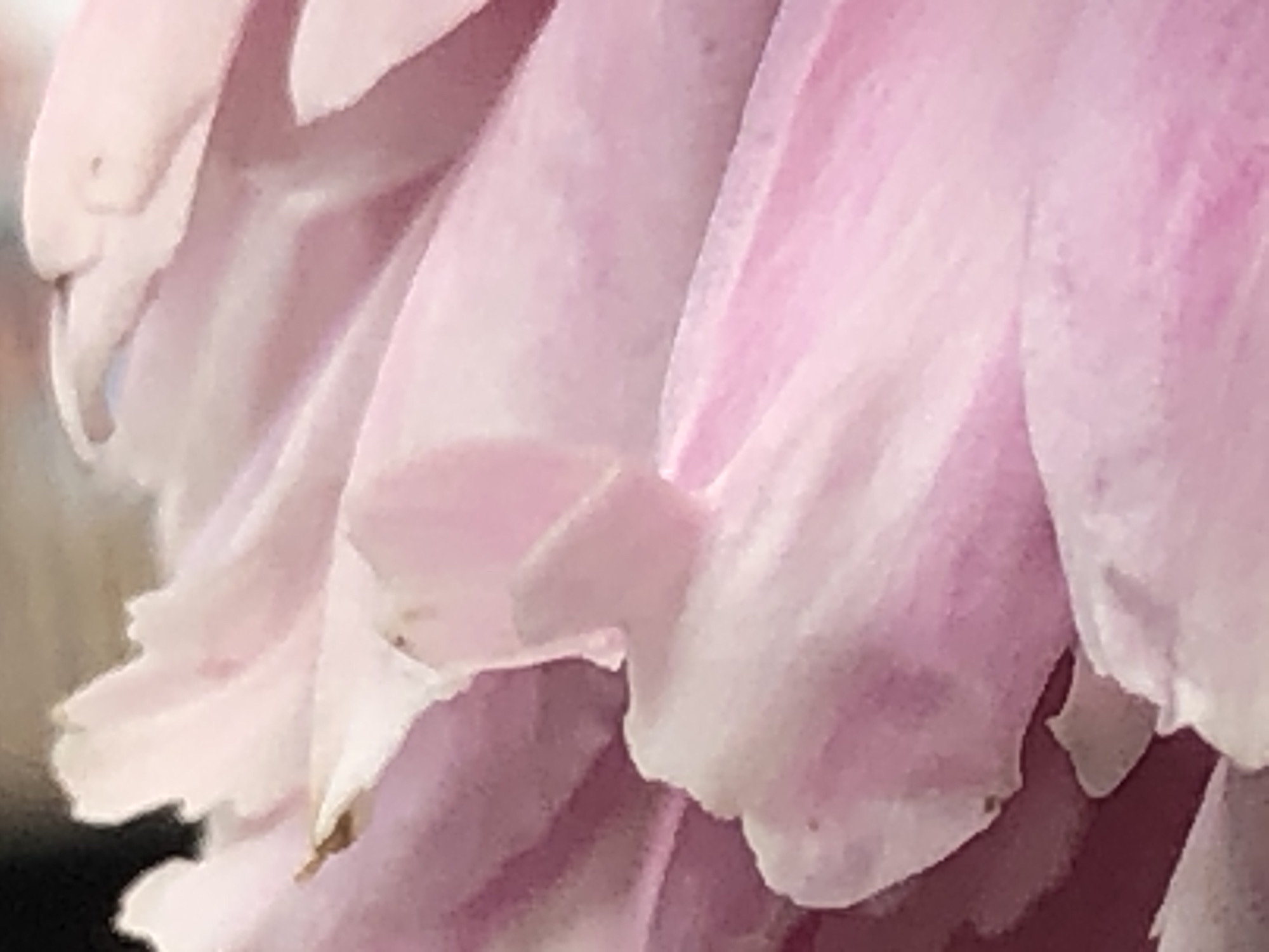 This is a close-up, abstract shot of pink petals. The petals appear to be delicate and layered, with subtle variations in shade from pale pink to a deeper magenta. The lighting suggests a soft, diffused illumination, possibly indoors or on an overcast day, as there are no harsh shadows. The focus is on the texture and form of the petals, creating a sense of depth and softness. There are no visible people, objects, or text in the image. The scene is purely botanical, highlighting the natural beauty of the flower's structure. The overall mood is serene and tranquil, inviting the viewer to appreciate the intricate details of nature.