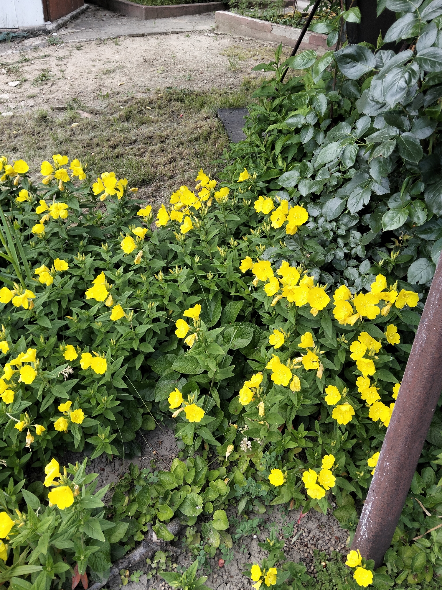 This image, captured in Biliaivka, Ukraine, displays an outdoor garden or yard area primarily featuring a dense bed of yellow-flowering plants. The dominant flora consists of numerous four-petaled yellow flowers, consistent with Oenothera (Evening Primrose), with vibrant green foliage, occupying the majority of the lower and central frame.
To the right, a cluster of broad-leaved green plants or a bush with dark, glossy leaves is visible, extending vertically. Adjacent to this and further to the right, a rusty, brown metal pole or pipe stands vertically, partially obstructing the view of the greenery behind it.
The background transitions into a less vegetated area, characterized by bare, light brown earth with scattered patches of short, dry grass and small stones, suggesting a dirt path or unkempt ground. A concrete curb or edge of a path runs horizontally across the mid-ground. In the upper left quadrant, a portion of a white building or structure with a dark roofline is visible, bordering the dirt area. Another small, dark, possibly wooden structure is partially visible near the top center.
The overall lighting appears diffused, indicating an overcast day, with no discernible shadows. No people or animals are present, and no specific actions or interactions are depicted within the static scene.