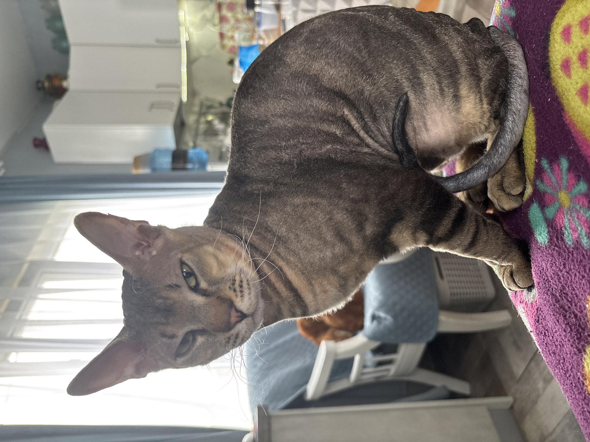A gray and brown tabby cat is perched on a purple and yellow patterned fabric surface. The cat is positioned facing towards the bottom left of the frame, with its body arched. The cat's tail is curled around its body. The background features elements of an interior setting including window, blue pillow and chair. The image was taken indoors in Natukhayevskaya, Russia.