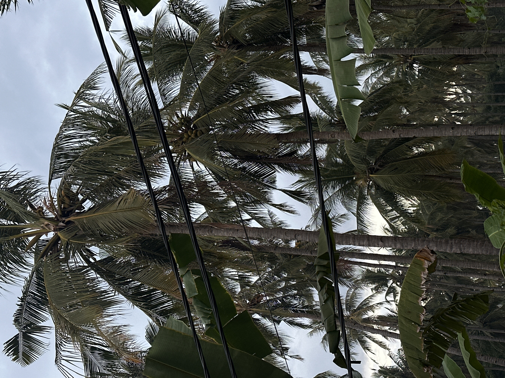 The image shows a view looking up at several palm trees in Unknown, Indonesia. Power lines run across the scene, partially obscuring the trees and sky. Large banana leaves are also visible, adding to the tropical foliage. The sky is overcast, suggesting a cloudy day. There are no people visible in the image.