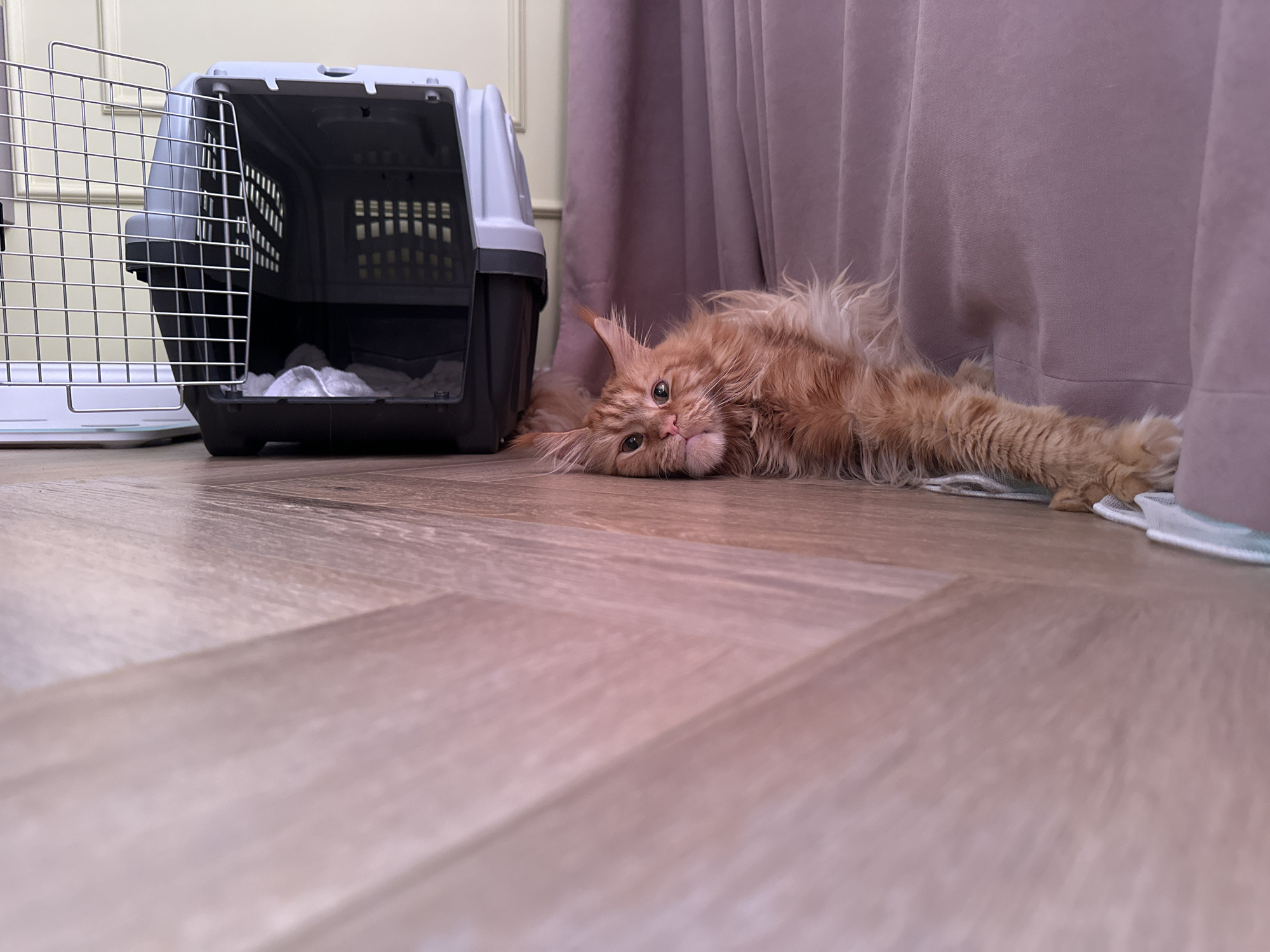 A medium shot captures an orange cat sprawled on a wood-patterned floor near a pet carrier. The carrier, positioned to the left, is a two-tone gray and black plastic crate with a wire gate open to reveal a white towel inside. The cat is lying on its side, with its head close to the carrier and its body extending toward the right, ending near a light purple curtain. The setting is indoors, possibly a home. The location is Chaikovsky, Russia.