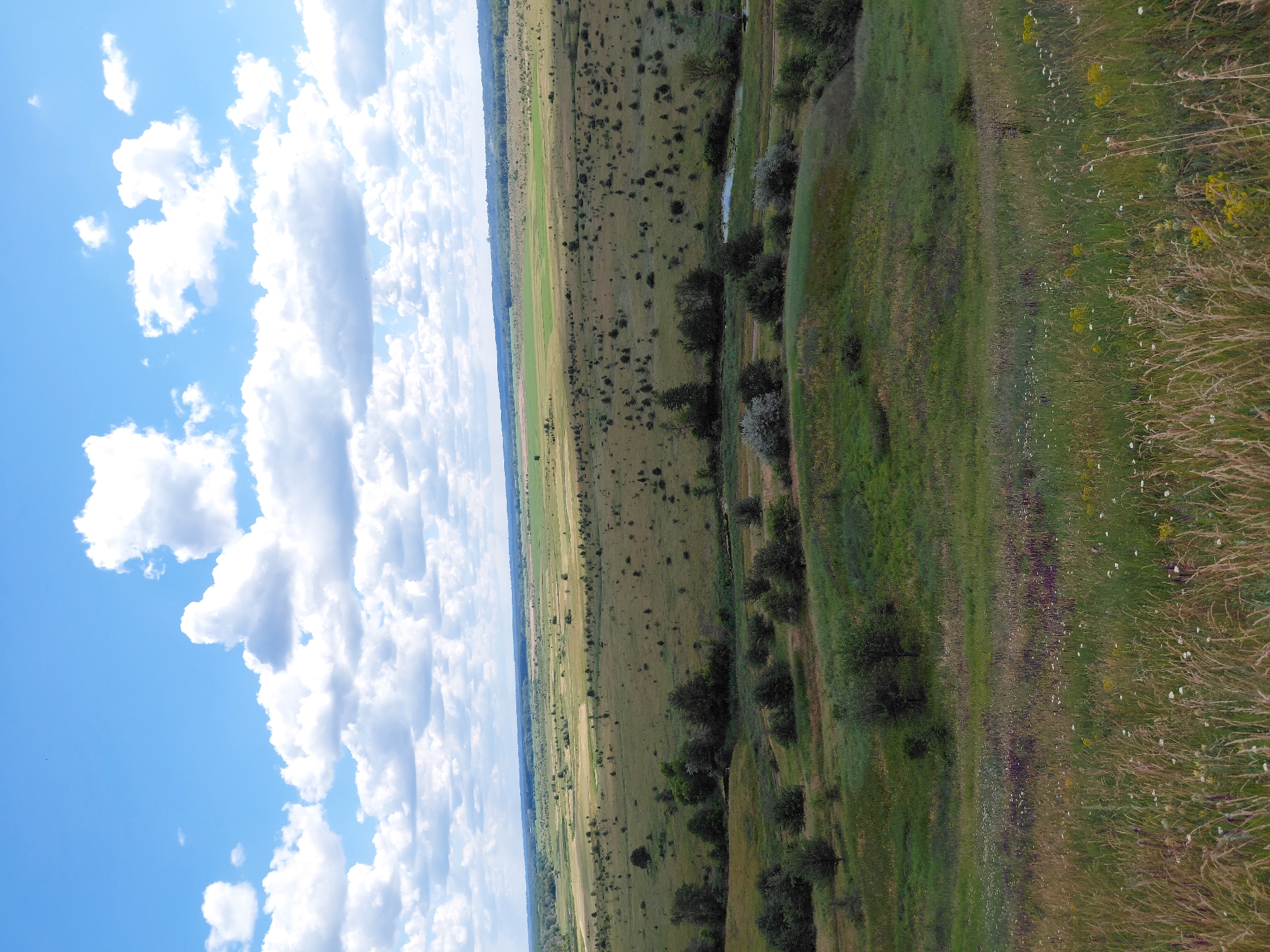 The image shows a panoramic view of a rural landscape on a bright, cloudy day. The foreground features a grassy slope with scattered wildflowers and tall grasses. Moving towards the middle ground, the terrain becomes flatter, with a mix of green fields, scattered trees, and a small body of water. In the background, the landscape stretches out to the horizon, characterized by more fields and a distant line of trees. The sky is a vibrant blue, dotted with large, fluffy white clouds. The scene depicts a serene and natural environment, consistent with the rural setting of Ustyvytsia, Ukraine. There are no people or animals visible in the image.