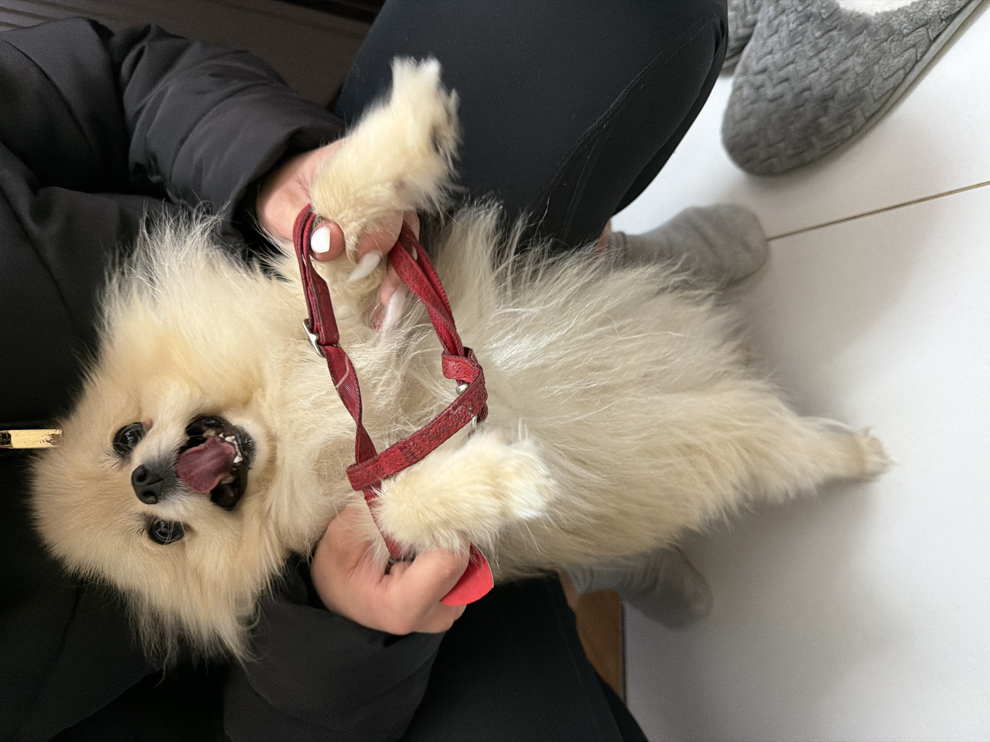 A person wearing black pants and a black puffy jacket is holding a cream-colored Pomeranian dog on its back. The dog has a red collar and is sticking its tongue out. The person has white nail polish on their fingernails. A grey slipper is visible on the white tiled floor. There is no indication of the location being Varna, Bulgaria.