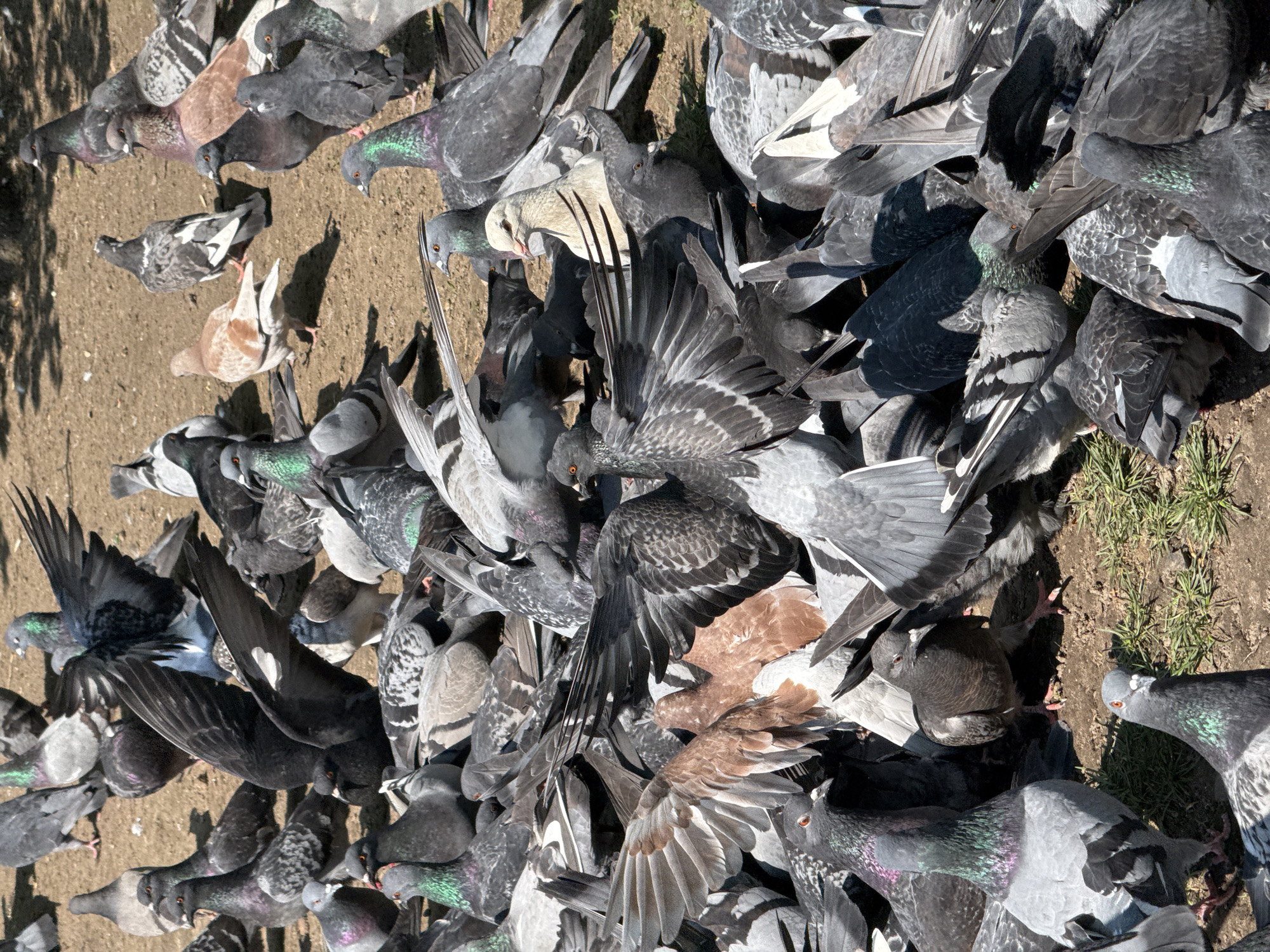 A high-angle, eye-level shot depicts a dense flock of pigeons on a dirt surface, possibly in a city park within Vsevolozhsk, Russia. The pigeons exhibit varied plumage colors including grey, brown, white, and black. Many pigeons are actively flapping their wings. The ground is partially covered with sparse green vegetation.