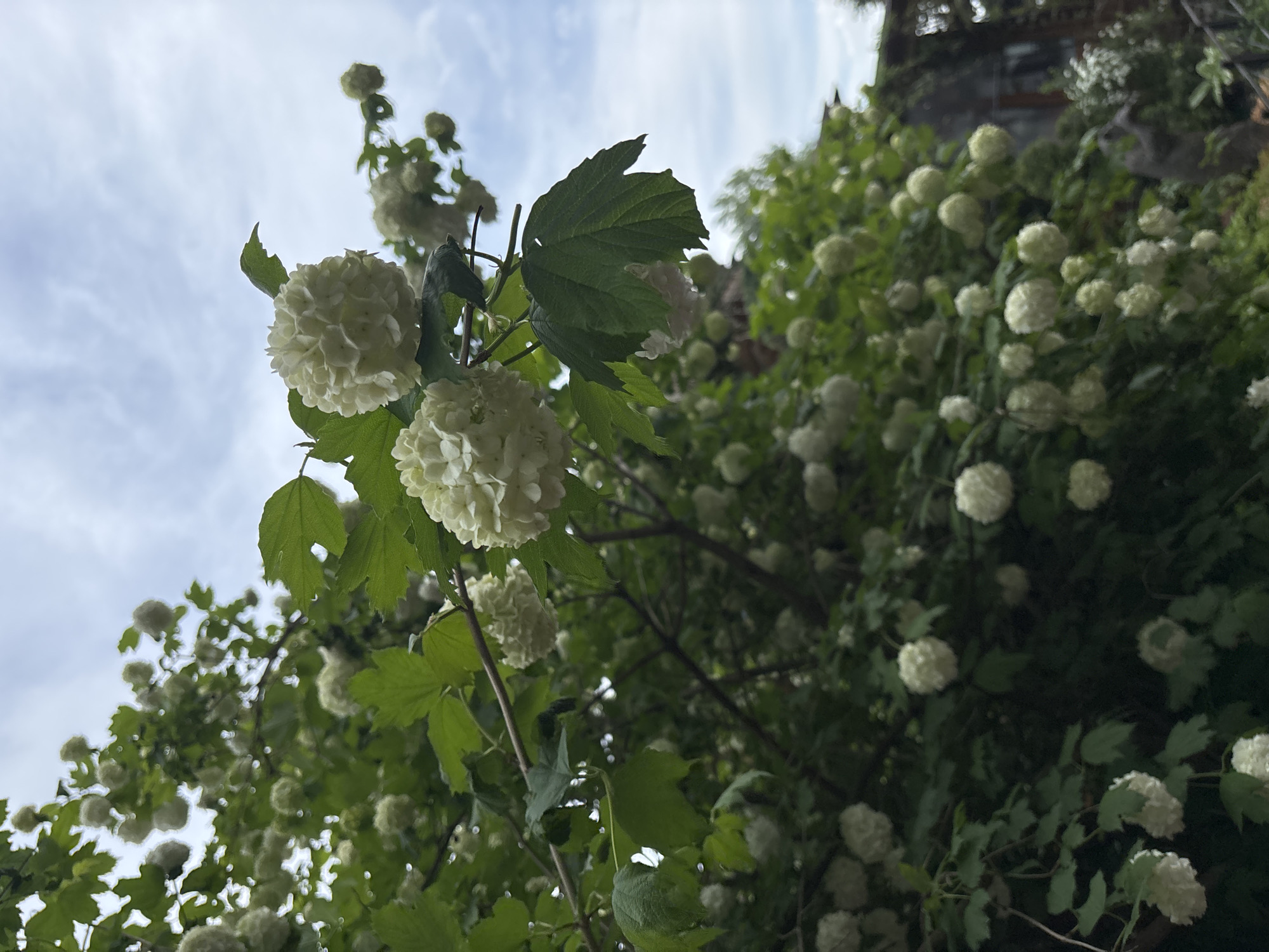 This media file captures an upward-looking perspective of a flourishing flowering shrub, likely a Snowball Bush (Viburnum opulus 'Roseum'), abundant with spherical white flower clusters. The scene is set outdoors under an overcast sky with visible clouds, suggesting daytime conditions.
In the foreground and midground, several vibrant green leaves with distinct veins are visible, some with minor tears or imperfections, indicating natural wear. The white, pom-pom-like flowers are the dominant feature, with a few clusters in sharp focus in the upper-left and central-left areas of the frame. These flowers appear full and tightly packed with small florets.
The shrub extends across the entire image, with countless other white flower clusters and green foliage filling the background, creating a dense, verdant, and blooming canopy. The background elements are significantly blurred, contributing to a sense of depth and emphasizing the foreground flowers. On the far right side, partially obscured by the foliage, hints of a dark structure or building are visible, suggesting an urban or semi-urban setting, consistent with the provided location context of Saint Petersburg, Russia.
No people or visible text are present in the image. The overall impression is one of natural beauty and the abundance of spring or early summer bloom.