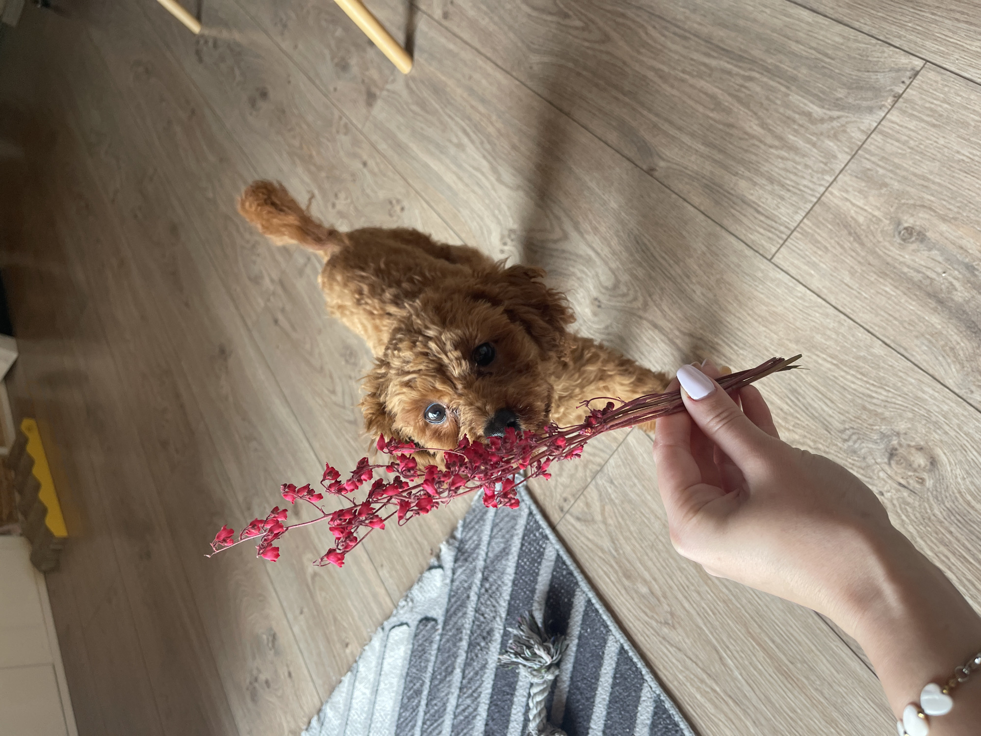 A brown poodle dog lies on a wooden floor, looking upwards towards a hand holding a sprig of small red flowers. Part of a gray and white striped rug is visible. The scene is illuminated by natural light. The location cannot be determined to be Sofia, Bulgaria, from the visual information provided.