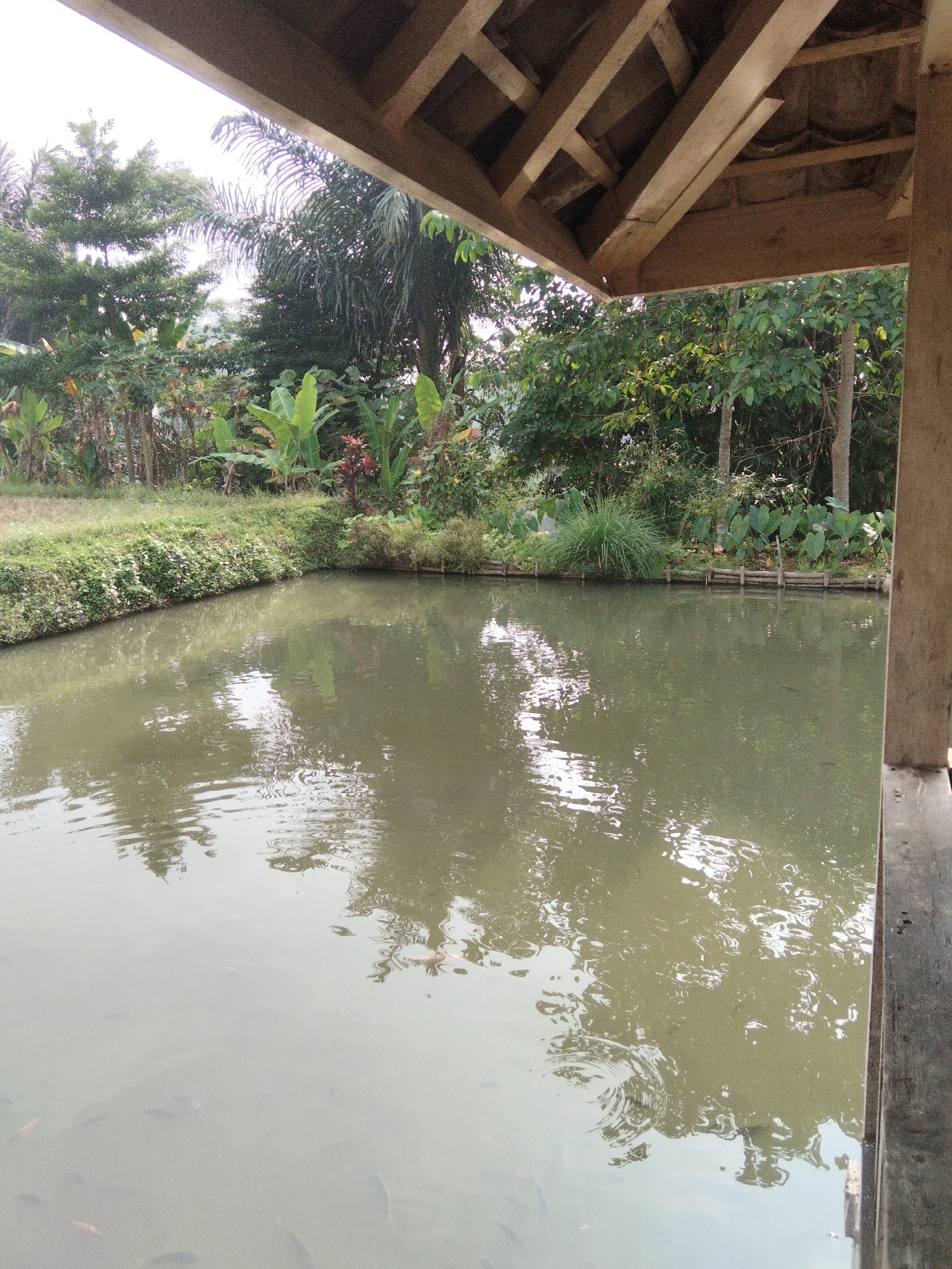 The image captures a serene outdoor scene in Cikadu, Indonesia, likely a fish pond within a rustic, semi-covered structure. The foreground is dominated by a large, murky pond reflecting the lush greenery and a wooden roof structure. Several fish are visible swimming just below the surface of the water, indicated by faint outlines and occasional ripples. The pond's edge is lined with a low, green hedge, behind which a dense array of tropical plants, including banana trees and various foliage, creates a vibrant backdrop. A simple wooden fence separates the pond area from the dense vegetation. The roof structure, made of rough-hewn wooden beams, offers partial shelter and extends from the right side of the frame, suggesting a gazebo or a covered seating area overlooking the pond. The overall atmosphere is tranquil and natural, characteristic of a rural or semi-rural setting. There are no people or animals other than the fish visible in the frame.