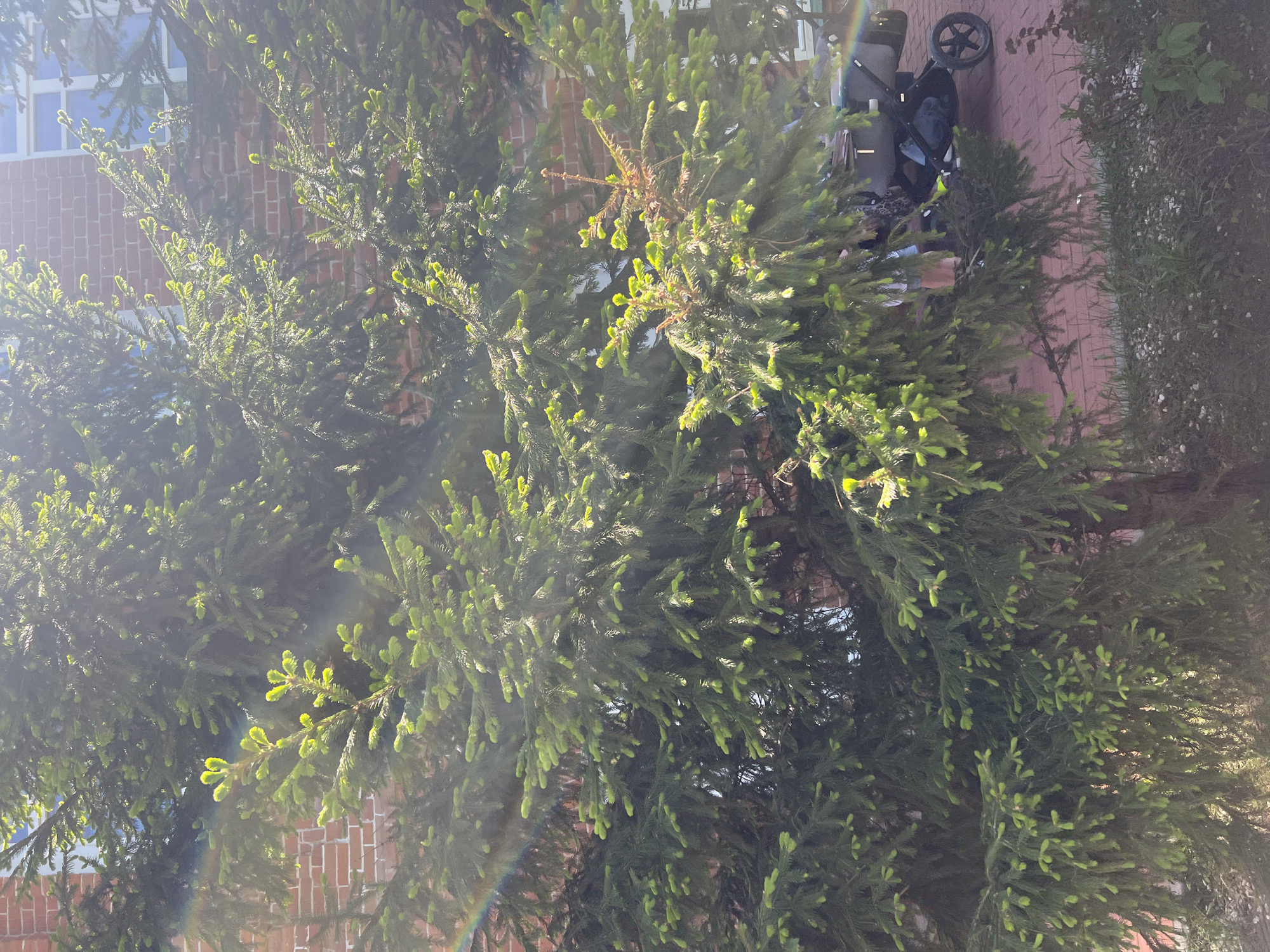 The image shows a dense evergreen tree with new growth of light green needles at the tips. The tree stands near a brick building with a window visible behind the foliage. A brick-paved area is visible, with part of a black stroller parked on it. The scene appears to be in Novosibirsk, Russia.