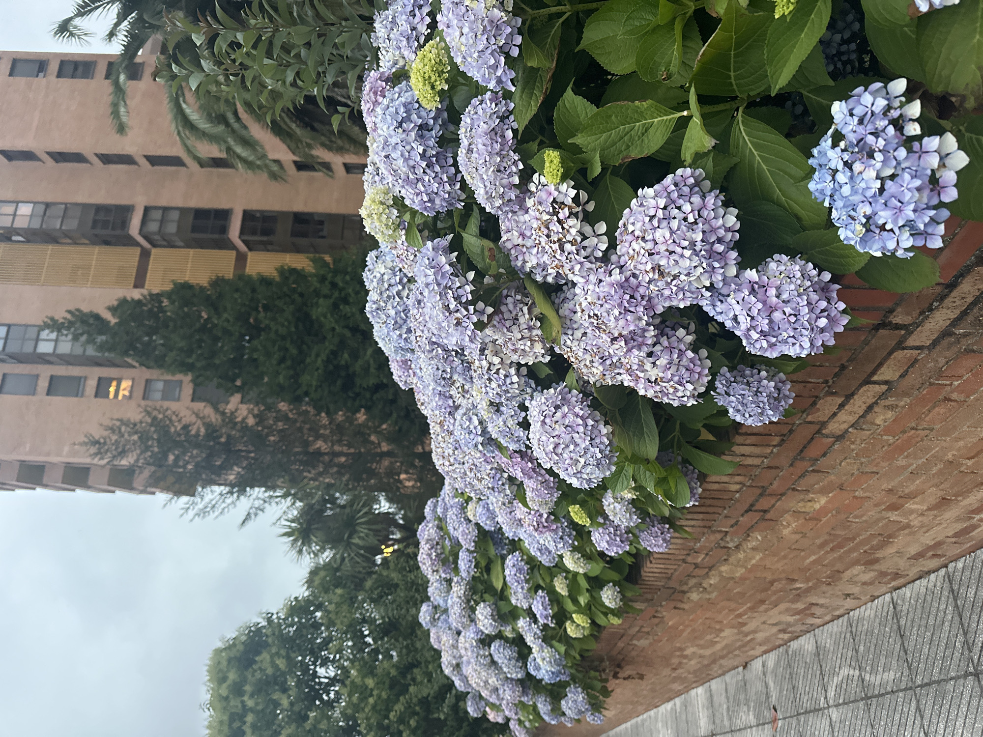 A low-angle shot captures a vibrant display of hydrangeas in full bloom, lining a weathered brick wall. The flowers are predominantly in shades of lavender and light blue, with some exhibiting hints of pink and pale green. They cascade over the wall, creating a lush, textured border. To the right of the hydrangeas, dense green foliage fills the frame, suggesting a well-maintained garden or park area. In the background, a tall, salmon-colored building with numerous windows rises against an overcast sky. The building's architectural style suggests it is an apartment complex or office building. Several trees, including evergreens and palms, are visible between the building and the hydrangeas, adding to the urban greenery. The foreground shows a section of a grey, tiled sidewalk, indicating a public walkway. This scene is likely located in Oviedo, Spain, given the prevalence of hydrangeas and the architectural style of the building, common in the region. No people or animals are present in the image.