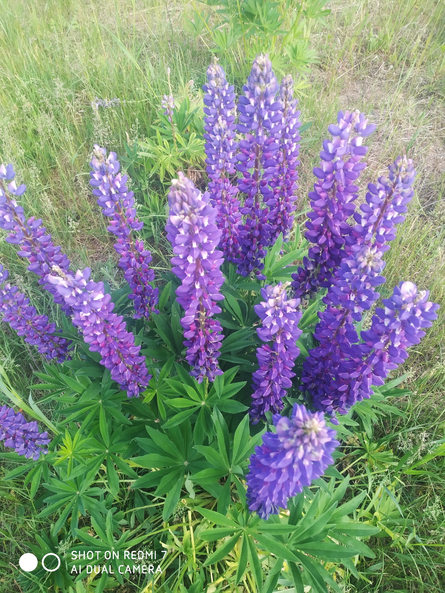 The image displays a vibrant close-up of a dense cluster of purple lupine flowers thriving in a natural, grassy environment. The central focus is on numerous upright flower stalks, each densely packed with small, deep violet to bright purple florets. Some of these flowers show lighter purple or white accents, particularly towards their tips. Below the prominent flower spikes, the distinctive palmate leaves of the lupines are clearly visible, showcasing a rich, healthy green.
The surrounding area consists of varied wild grasses, appearing in shades of green with some lighter, drier patches, suggesting an untamed field or meadow. The overall setting is an outdoor, natural landscape located in Chaikovsky, Russia. The lighting is soft and even, indicating daytime, possibly during the morning or late afternoon. There are no people or specific activities taking place, just a serene depiction of nature. In the bottom left corner of the image, a watermark is visible, stating "SHOT ON REDMI 7 AI DUAL CAMERA," accompanied by two circular icons.