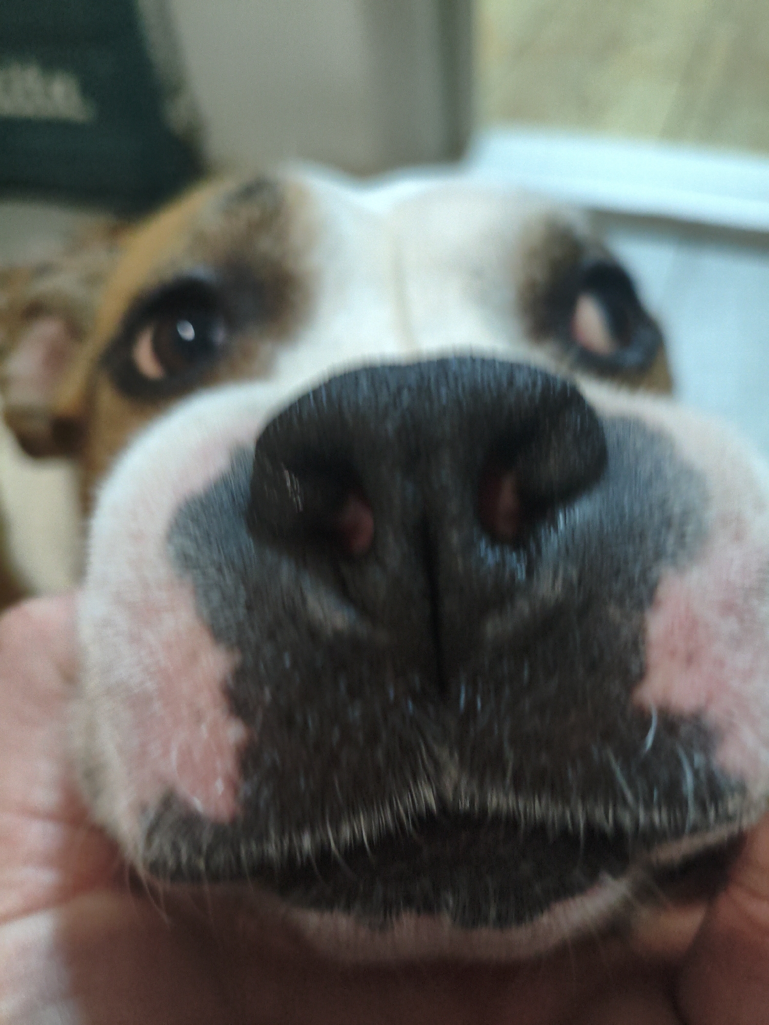 A close-up, slightly blurred photograph shows the snout and face of a dog. The dog has a large, black nose with visible nostrils. The fur around the nose is white with pink patches. The dog's eyes are brown and appear focused. The image is cropped tightly, focusing on the dog's facial features. A hand is visible in the bottom left corner, indicating someone is holding the dog. The location, Chaikovsky, Russia, cannot be determined from the image.