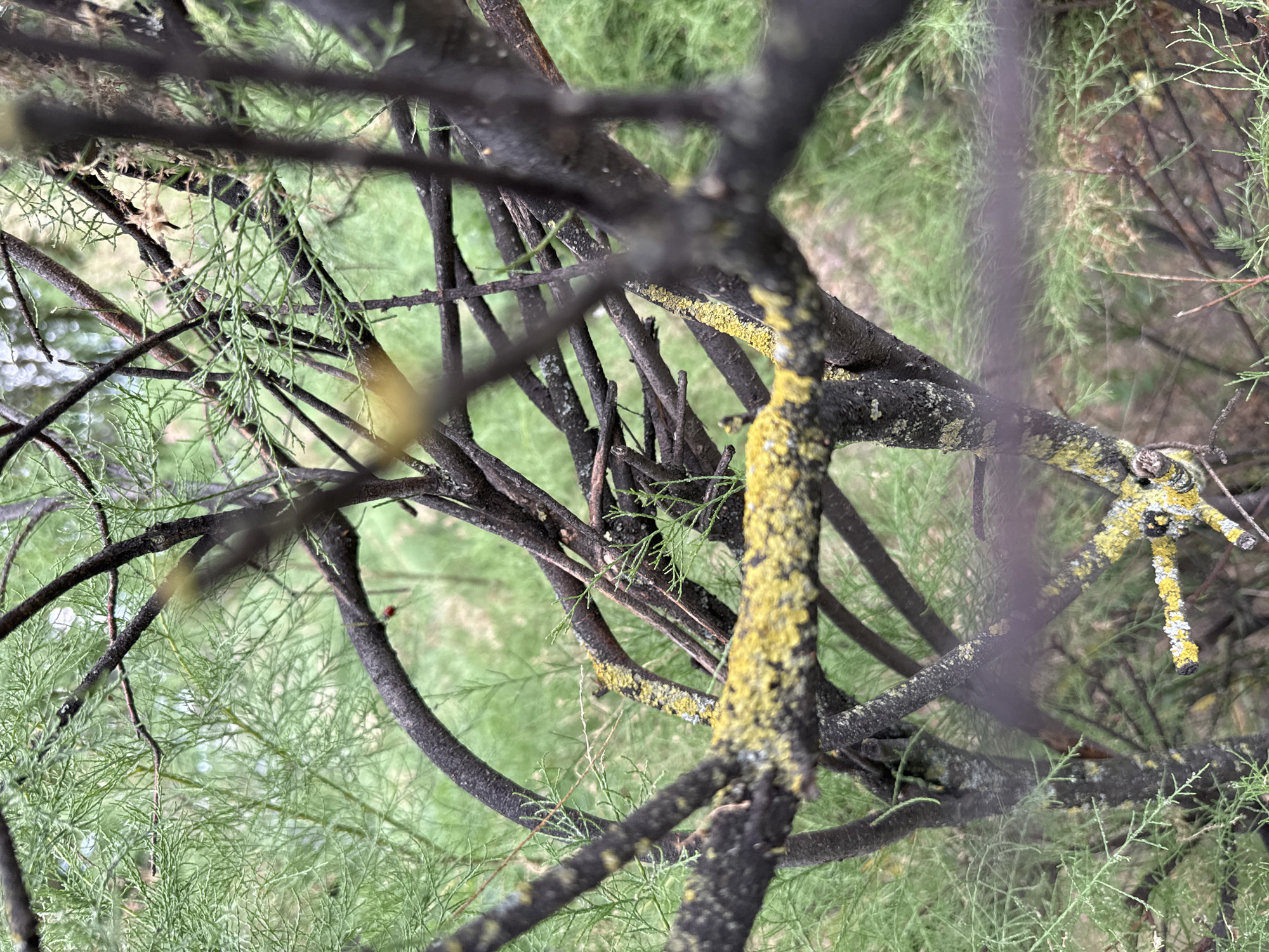 The image captures a close-up, overhead view of dark, gnarled tree branches with patches of yellow and gray lichen. The branches are intricately intertwined, with some appearing rough and aged. Delicate, feathery green foliage forms a soft background, suggesting a natural, outdoor setting. The overall impression is one of a dense, perhaps overgrown, area, possibly a park or a wooded landscape. The lighting is diffused, indicating an overcast day or the shade of a canopy. There are no people or specific objects to identify. The composition is focused on the textures and forms of the tree branches and foliage. The lack of strong shadows or sunlight suggests it could be late afternoon or early morning, or simply a cloudy day. The scene evokes a sense of natural stillness and complexity. The location context provided is Odesa, Ukraine, which could imply a temperate climate suitable for such vegetation. There is no visible text in the image.