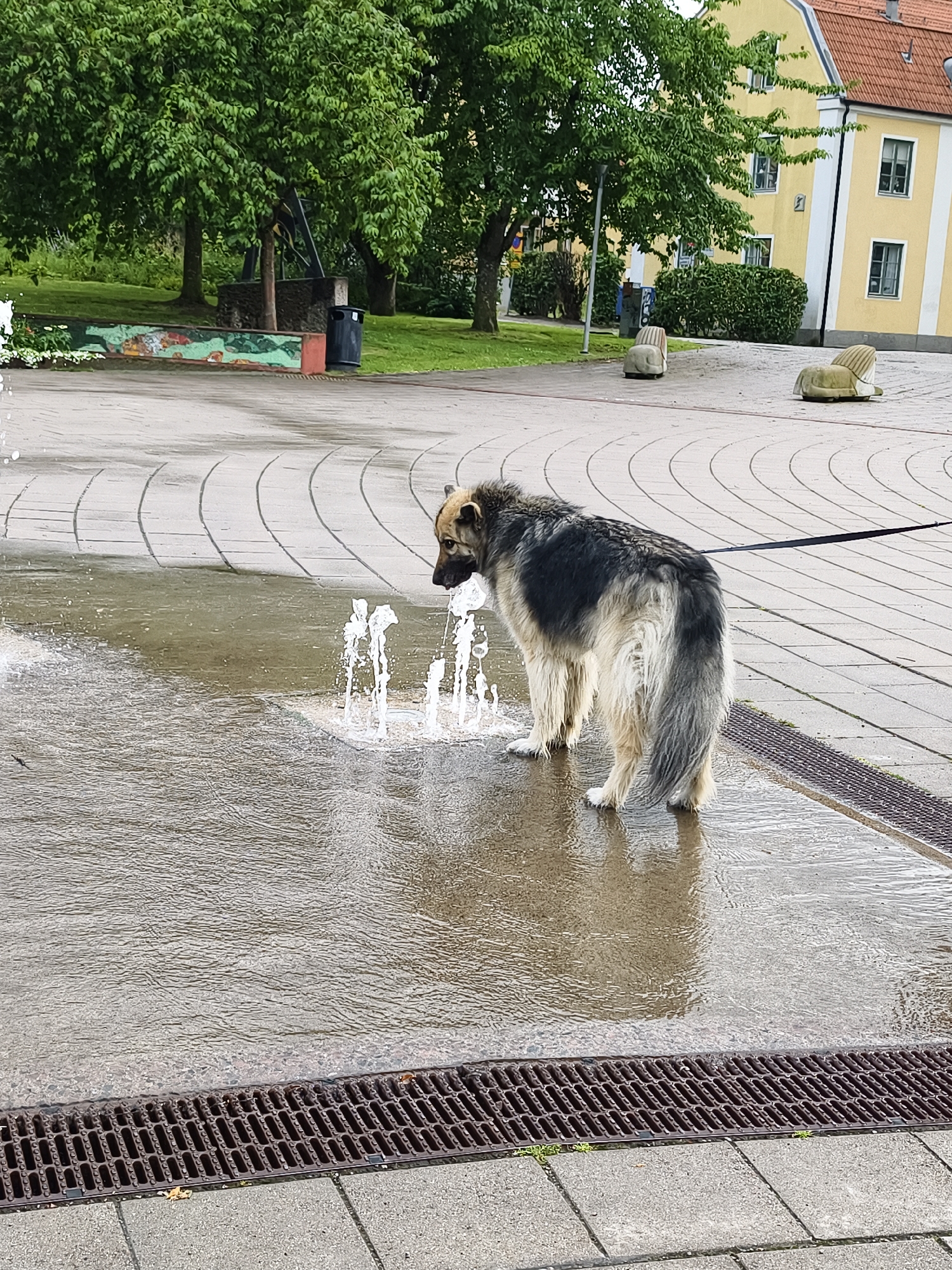 A medium-sized, long-haired dog with gray and beige fur stands in a shallow water feature in a paved area, likely a public square or park. The dog is on a black leash and appears to be drinking or playing in the water, with several small water jets visible around it. In the background, there are green trees, a yellow building with a red roof, and some stone benches. The ground is paved with light-colored tiles, and there are metal grates along the edge of the water feature. The overall environment suggests an outdoor urban setting. The specific location in Linköping, Sweden cannot be determined from the image alone, as it lacks any identifying landmarks or signage.