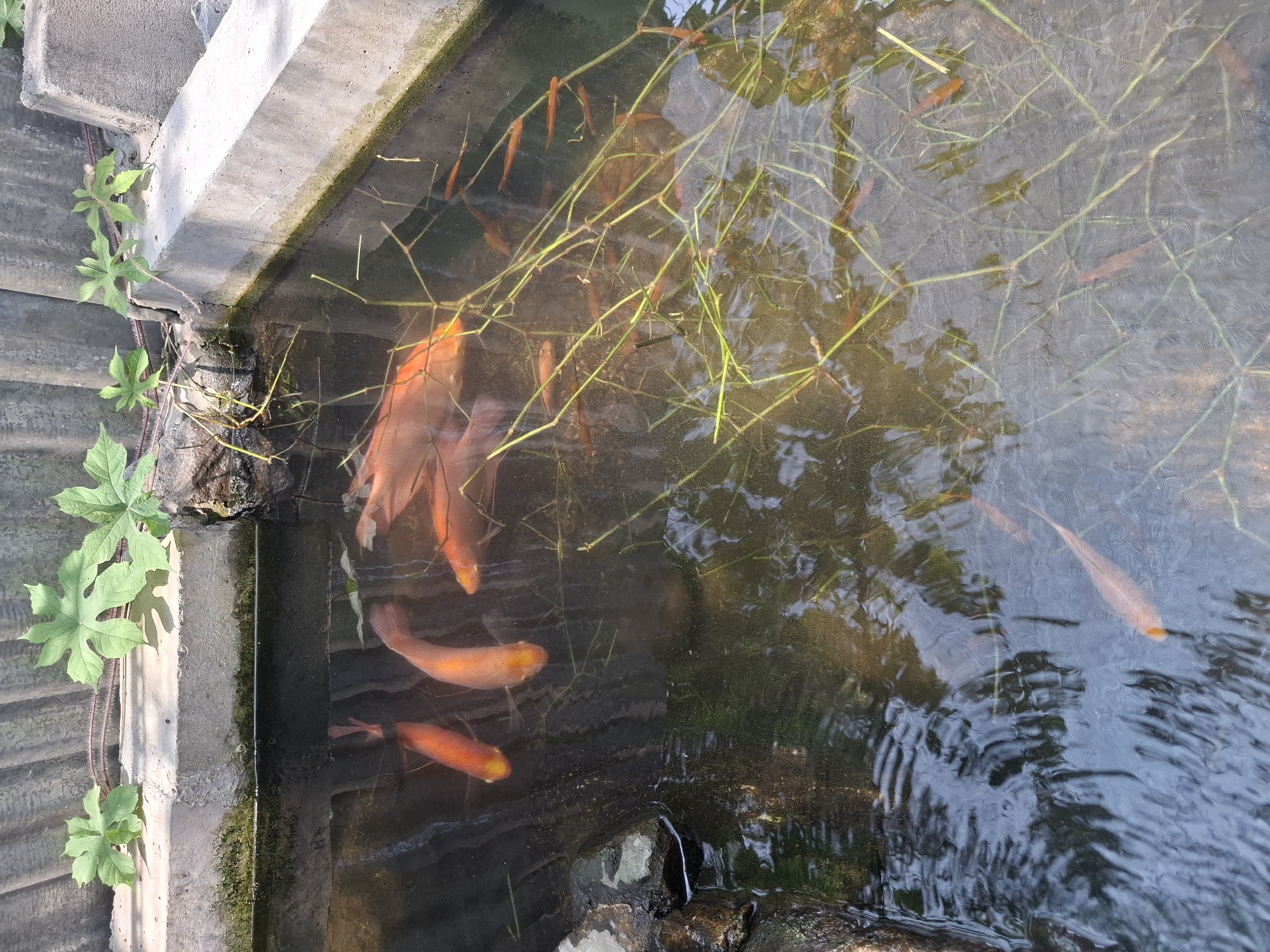 The image shows a small, shallow pond with several orange goldfish swimming in it. The pond appears to be made of concrete and is located outdoors, as indicated by the presence of sunlight and surrounding vegetation. There are some green leafy plants growing on the edge of the pond, and submerged plant stems are visible in the water. The water is slightly murky, and reflections of the sky and surroundings can be seen on its surface. The scene is tranquil and suggests a natural or semi-natural habitat for the fish. The location is identified as Pamuruyan, Indonesia.
