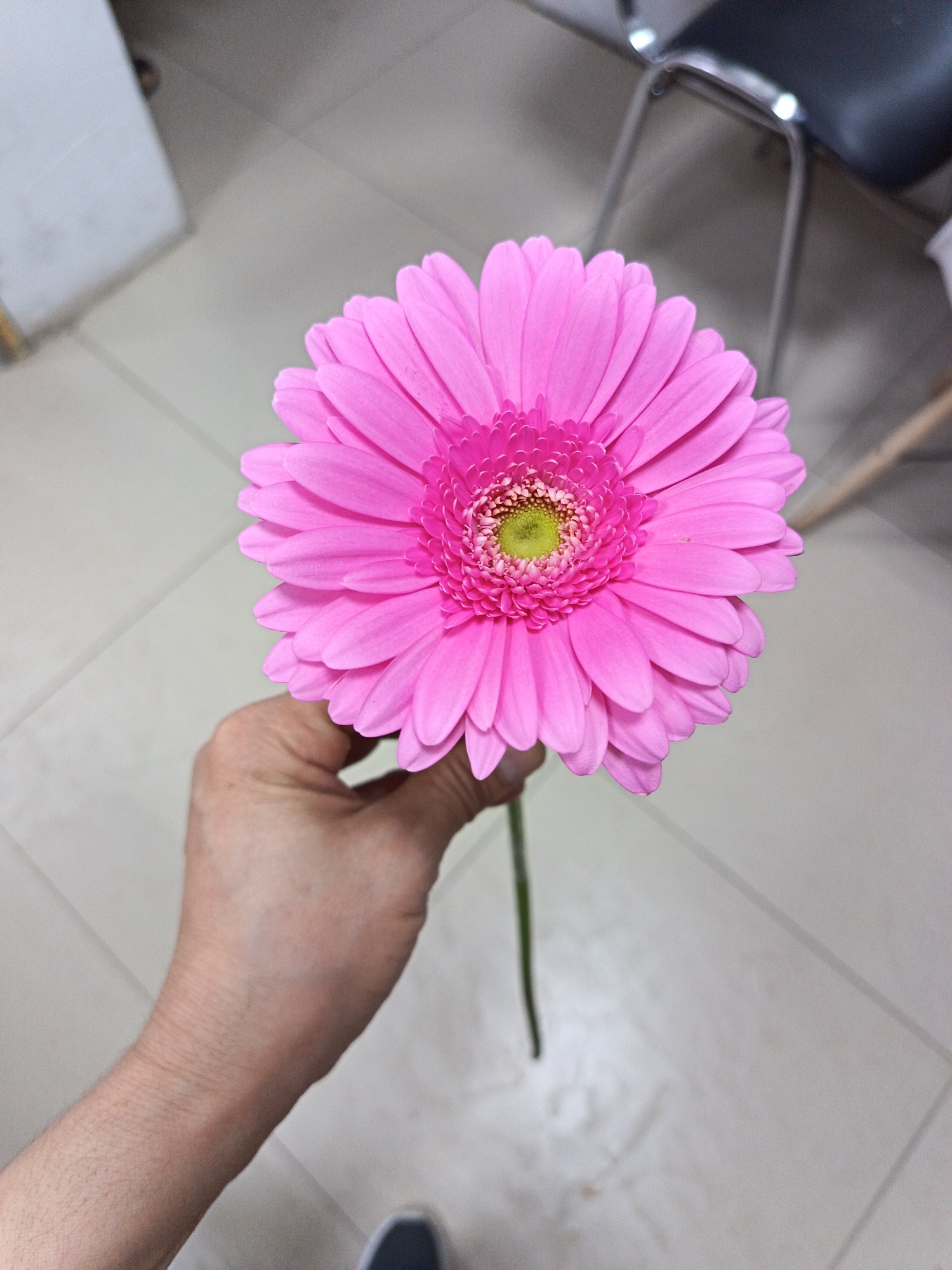 A hand holds a bright pink gerbera daisy with a green and yellow center. The flower is in focus, with the petals and center clearly defined. The background is slightly out of focus, showing a tiled floor and the legs of a chair. The location is not specified.